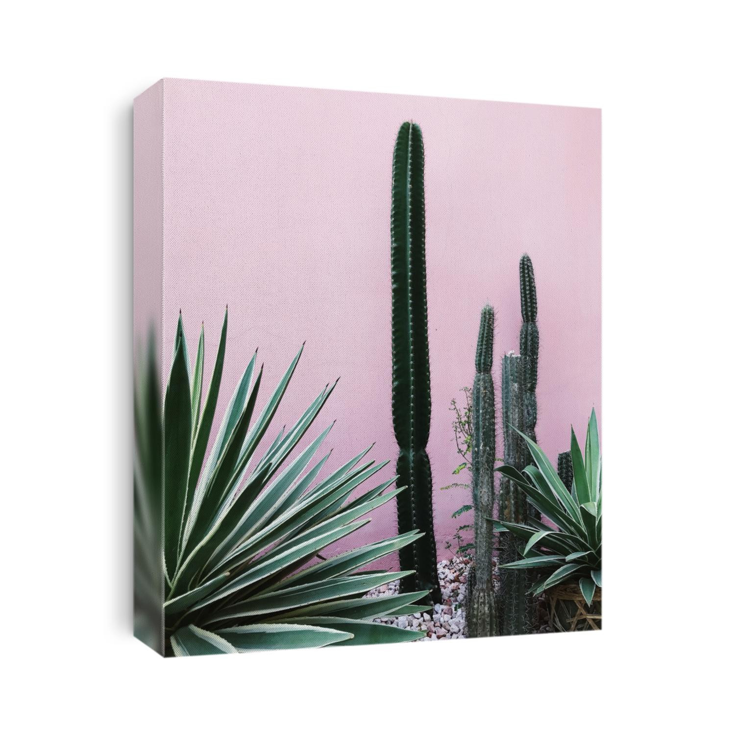 Big yucca and cactuses on pink wall background