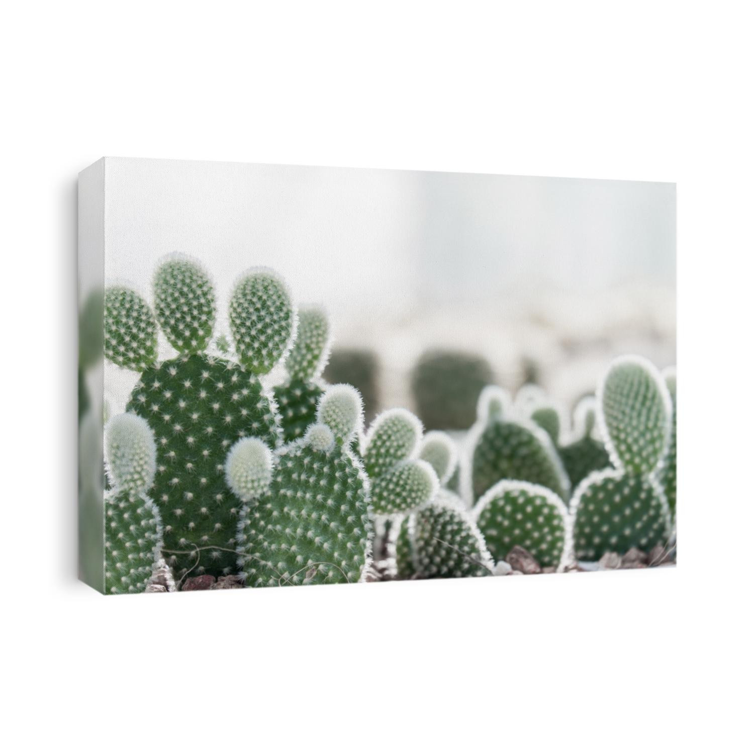 cactus in white pot on light sunset nature background. Cactus in green house.