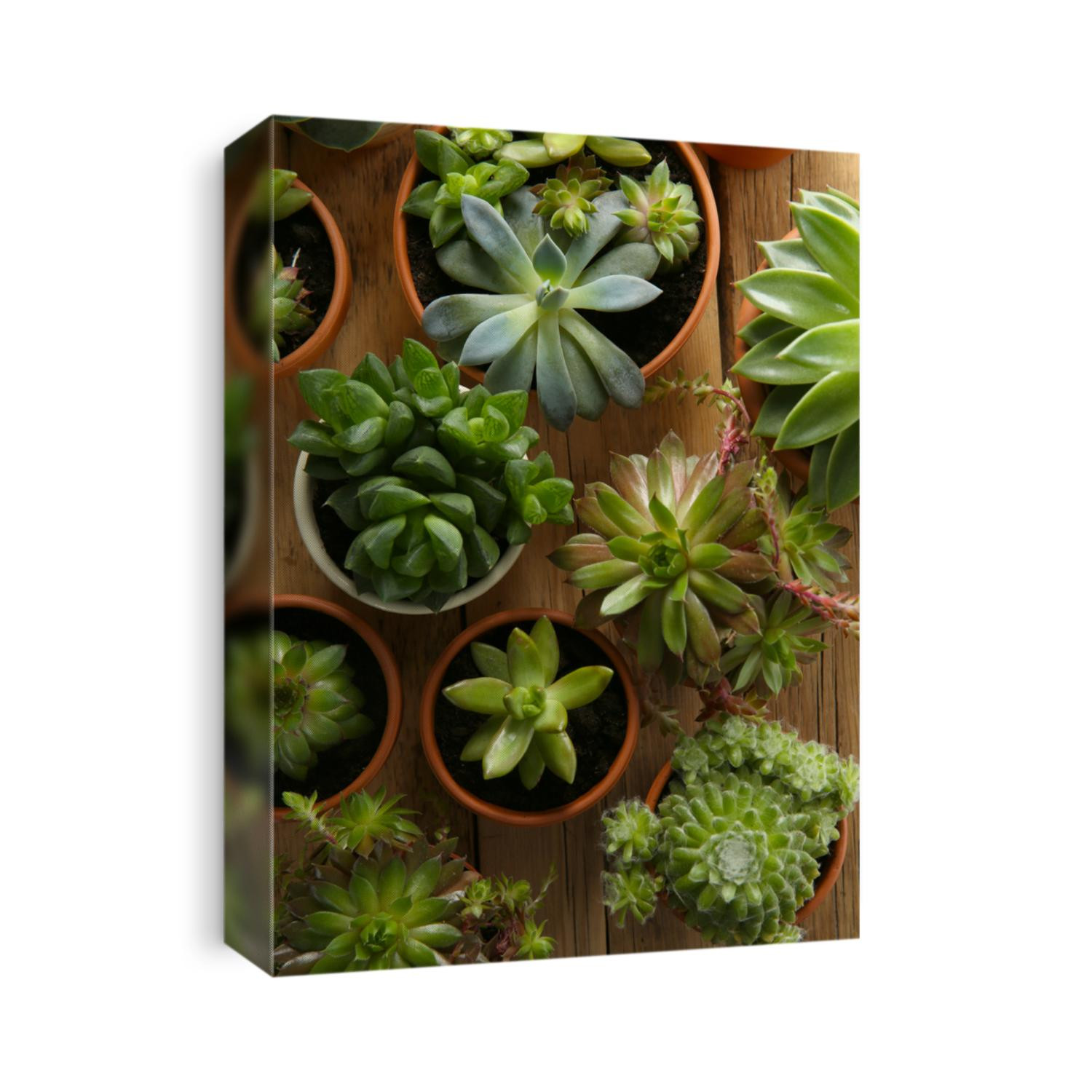Many different echeverias on wooden table, flat lay. Beautiful succulent plants