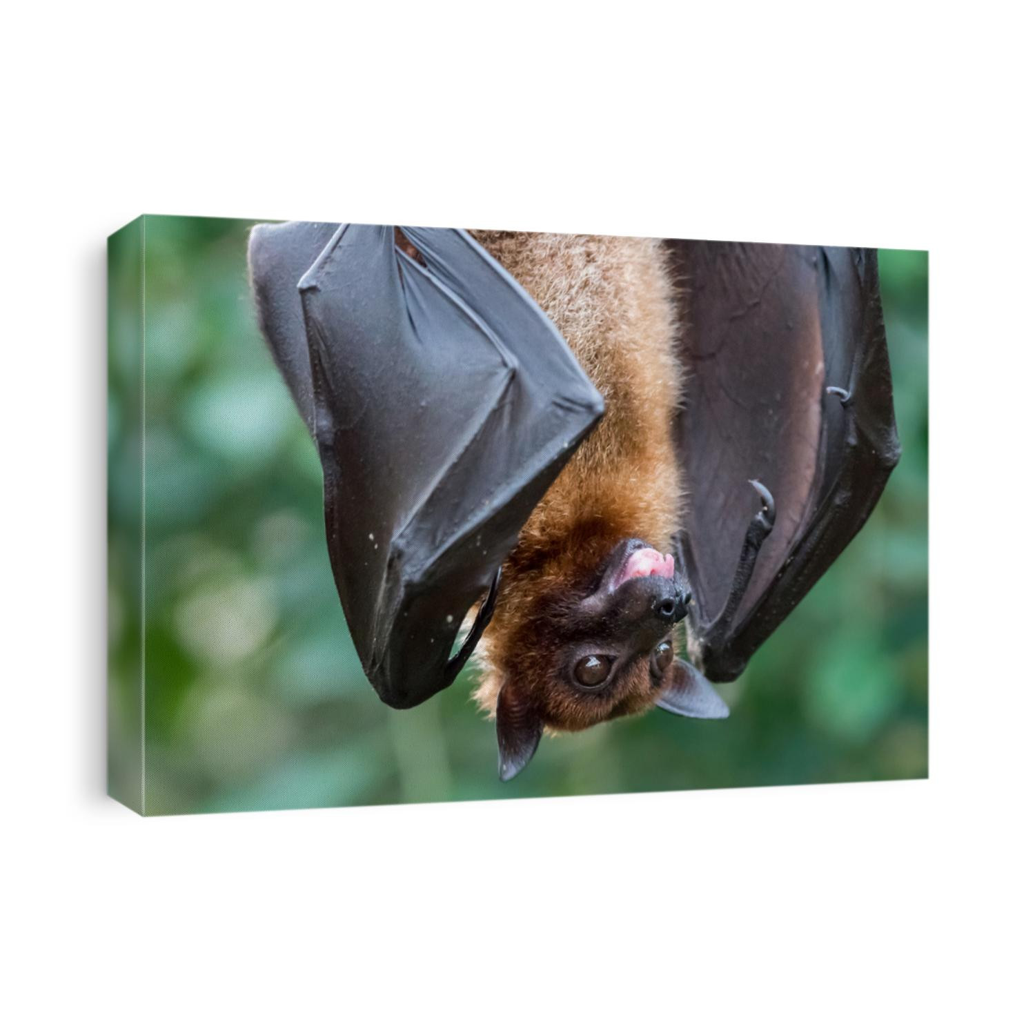 Fruitbat hanging upside down on a piece of wood on green Background