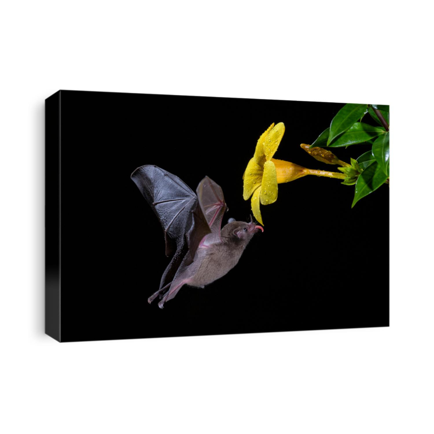 Pallas's Long-tongued Bat - Glossophaga soricina, new world leaf-nosed bat feeding nectar on the flower in night, Central America forests, Costa Rica.
