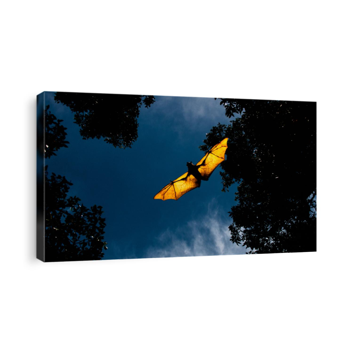 Flying Fox Bat during the day time.