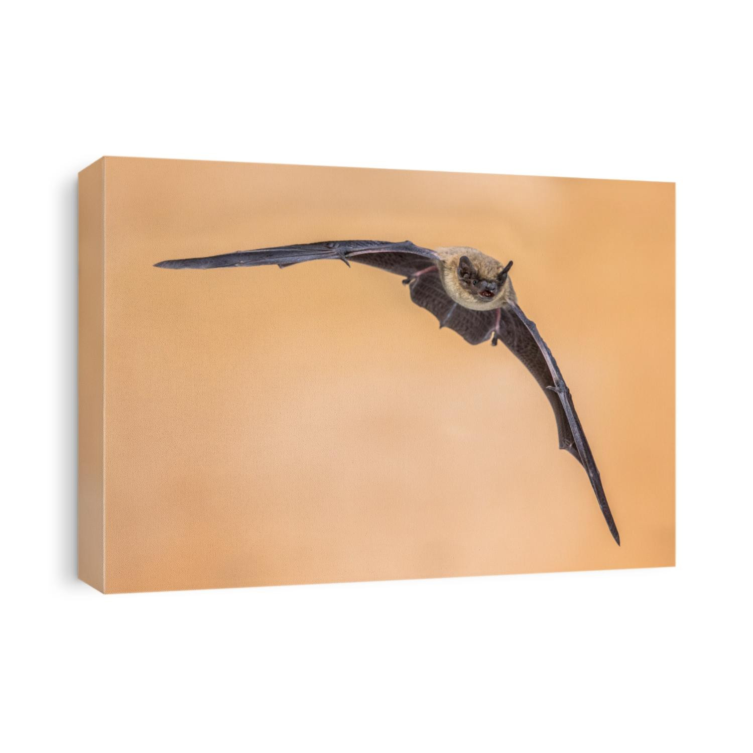 Flying Pipistrelle bat (Pipistrellus pipistrellus) action shot of hunting animal on brown background. This species is know for roosting and living in urban areas in Europe and Asia.