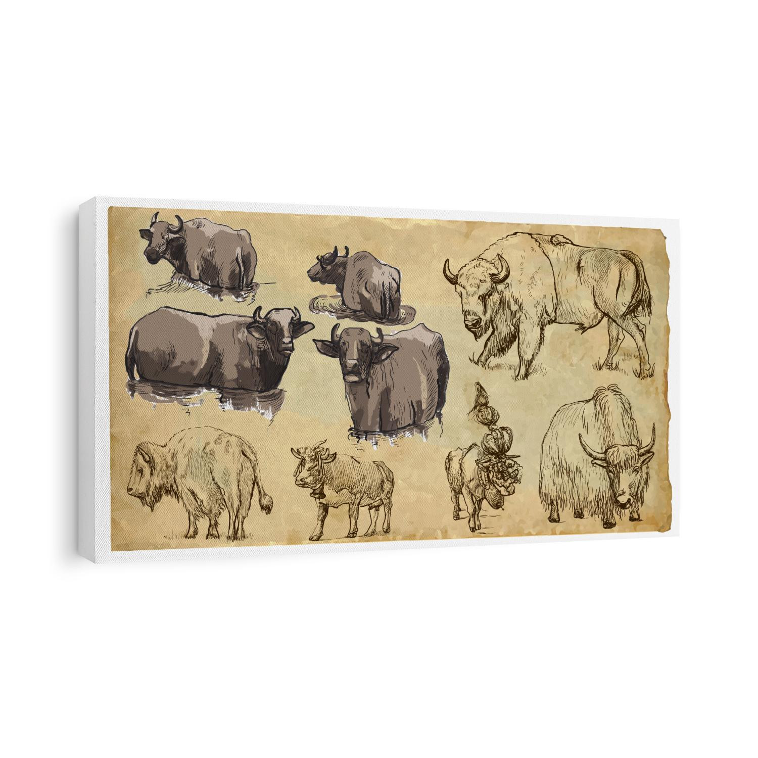 COW, BISON, YAK (Bovidae family). Collection of an hand drawn illustrations (originals, no tracing). Drawings are editable in layers and groups. The color layers are separated.