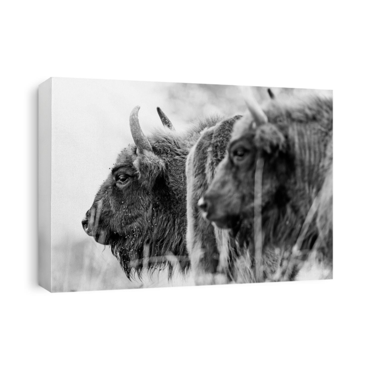 Bison bonasus - European bison - black and white