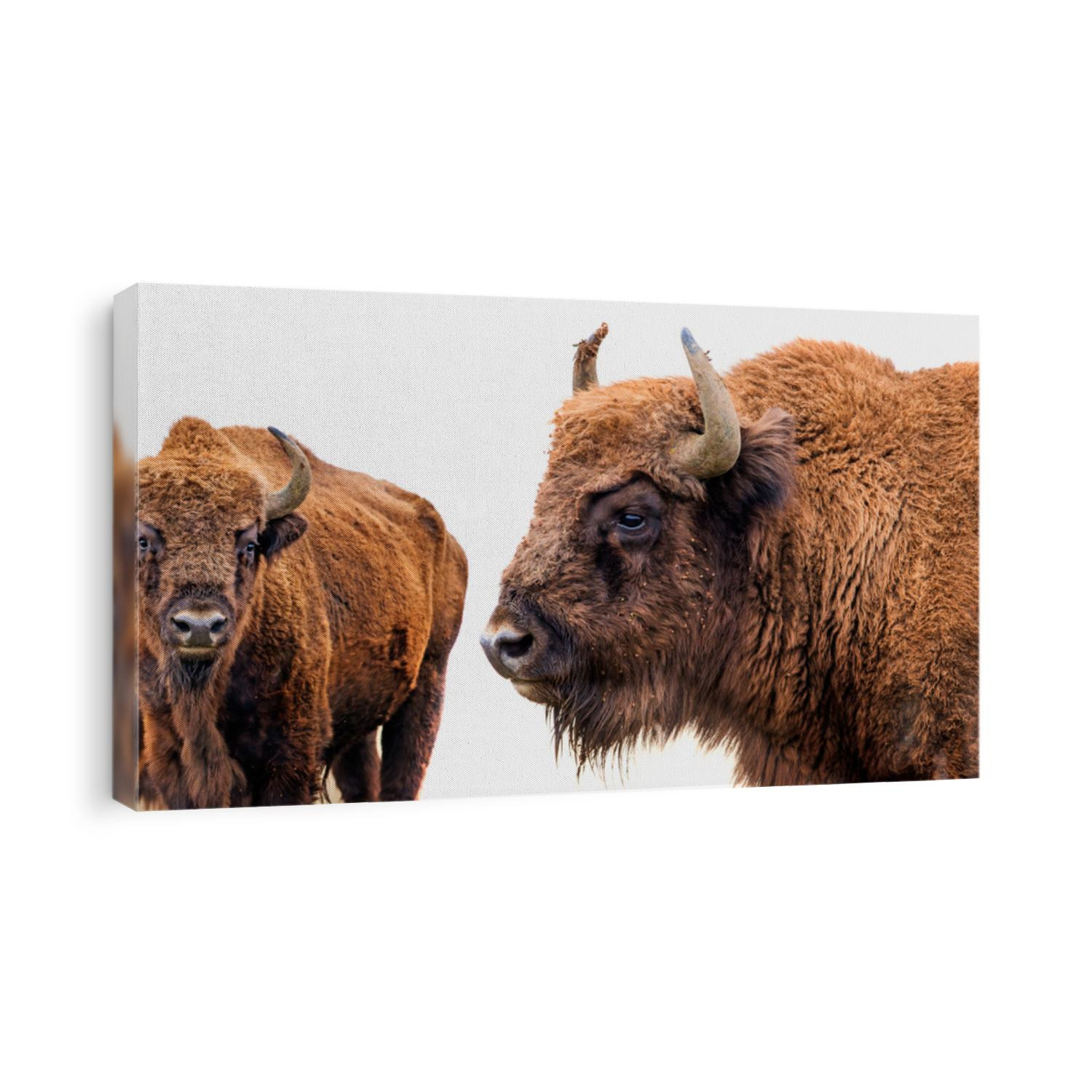 Bison bonasus - European bison - isolated on white
