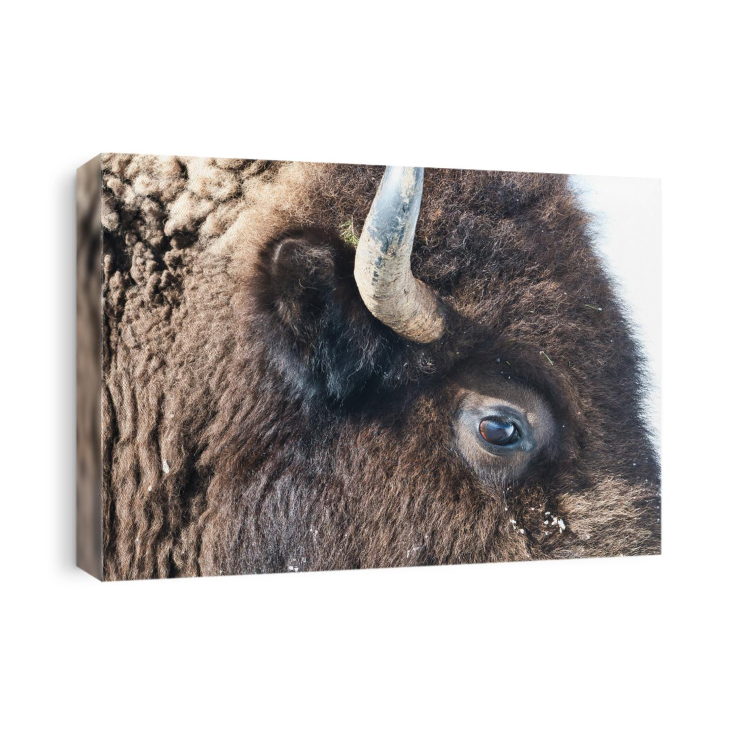 Buffalo eye close up side profile