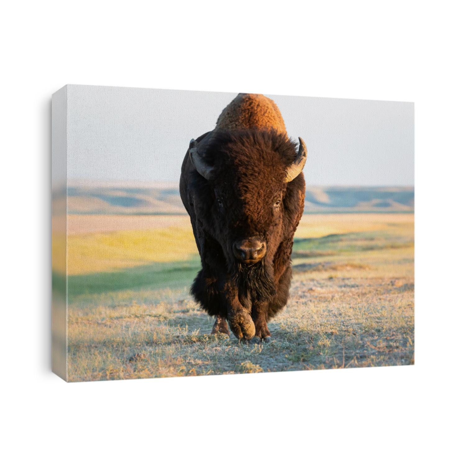 Bison in the Canadian prairies