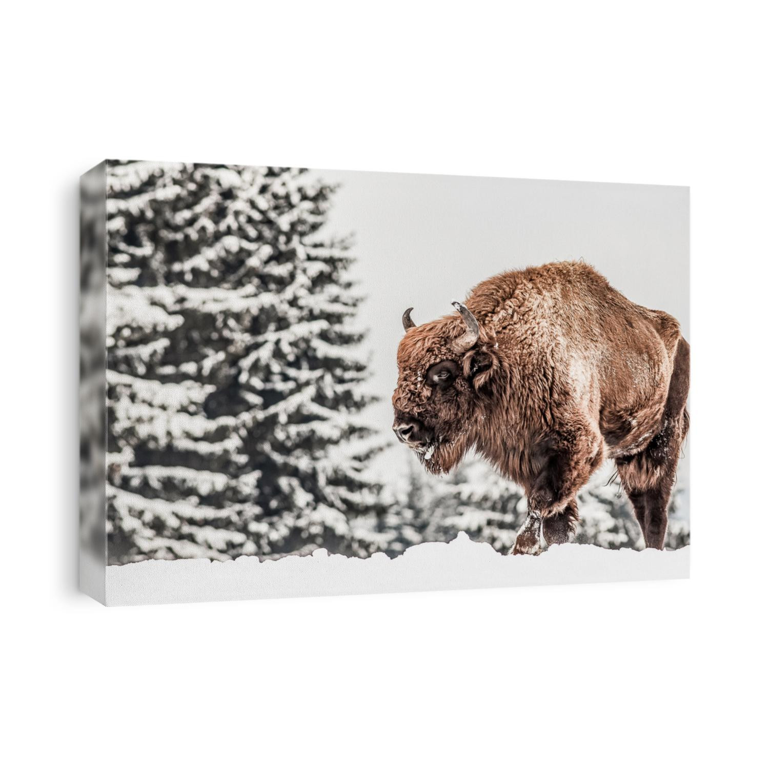 european bison (Bison bonasus) in natural habitat in winter