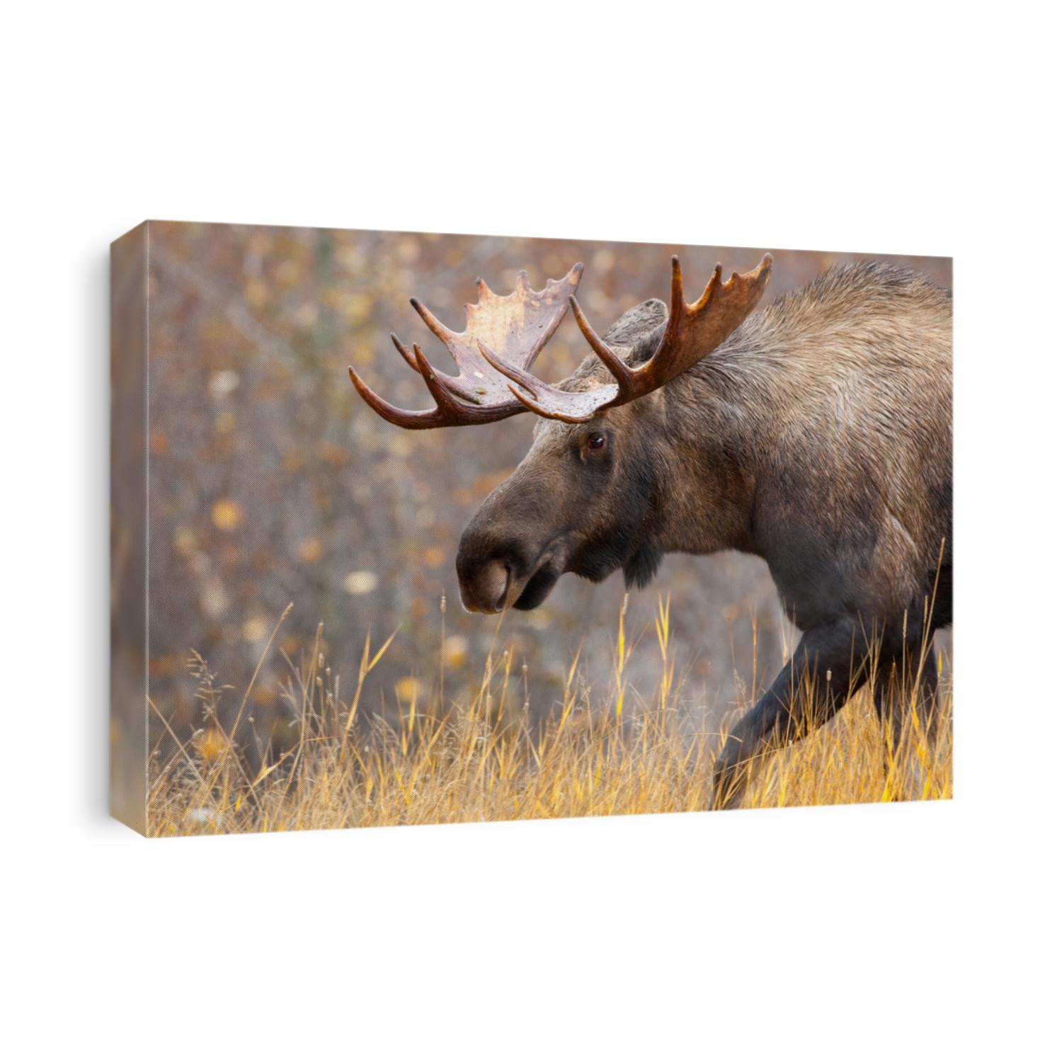 Moose Bull, Alaska, USA