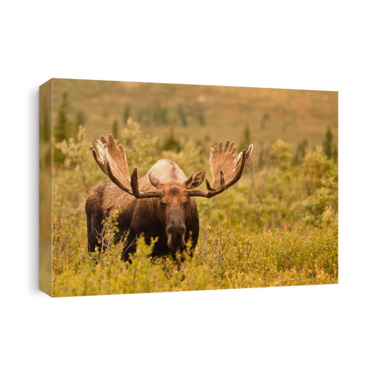 Moose Bull