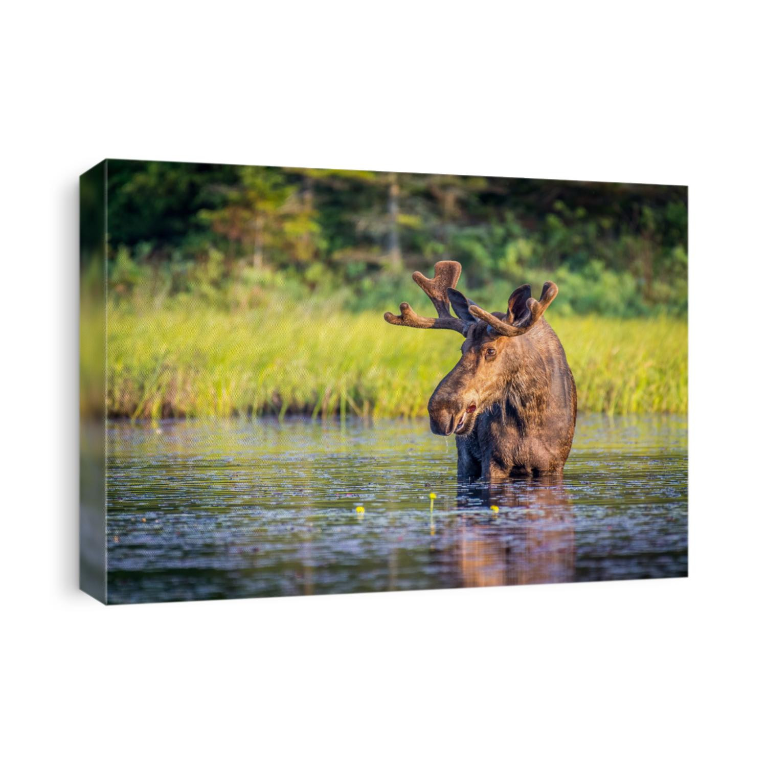 Bull moose in Algonguin Park, Ontario, Canada.