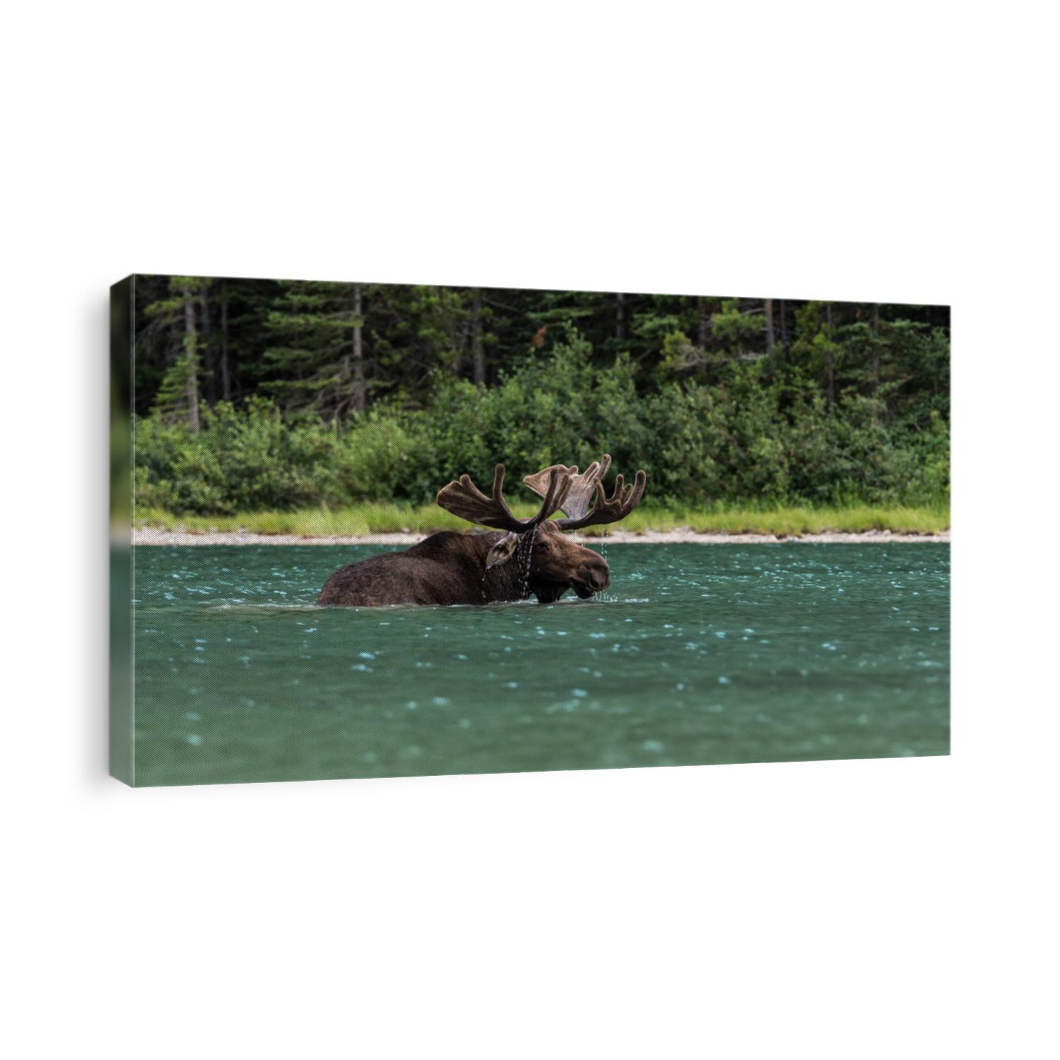 A moose is taking a bath and eating from Fishercap Lake in Glacier National Park