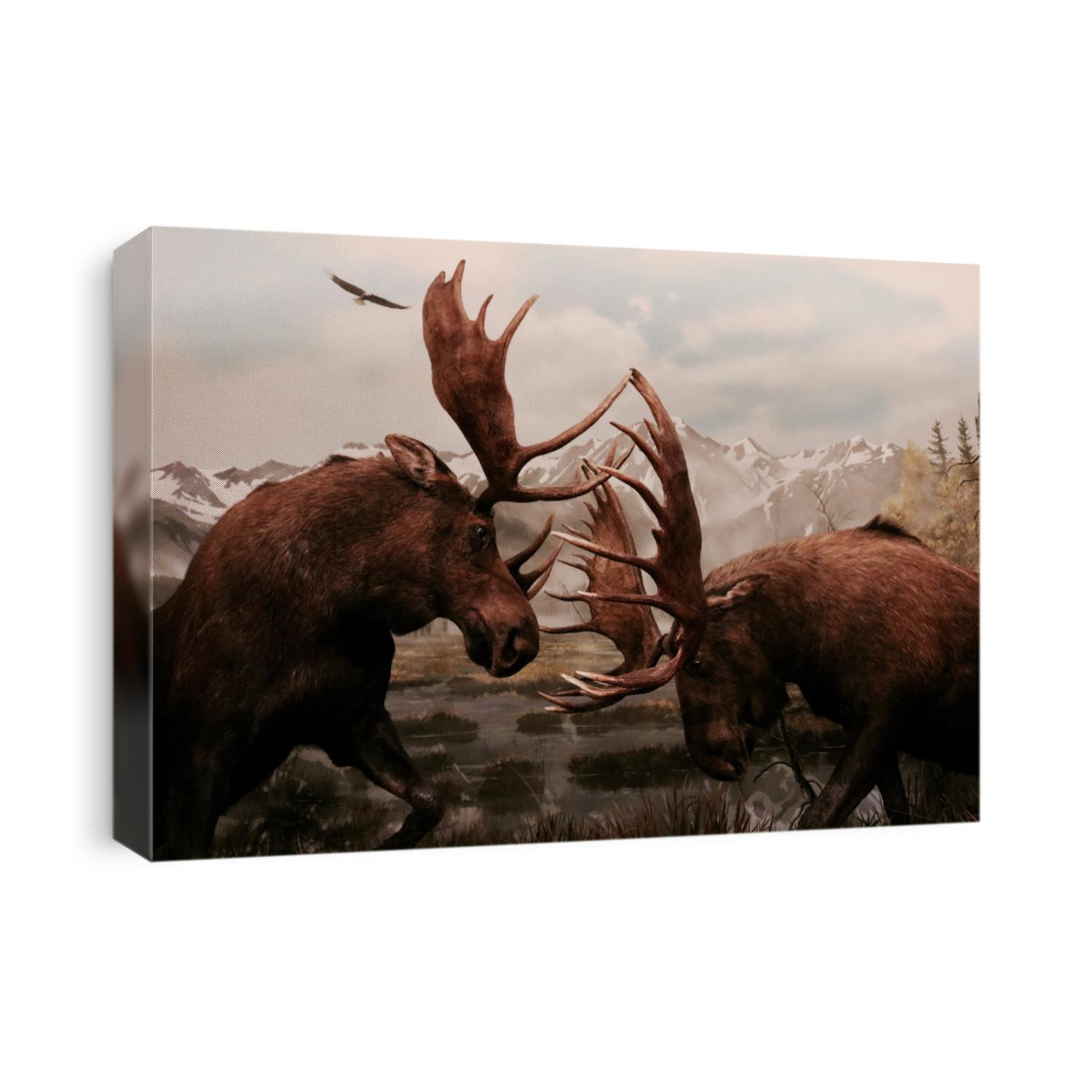 Two Moose Fighting