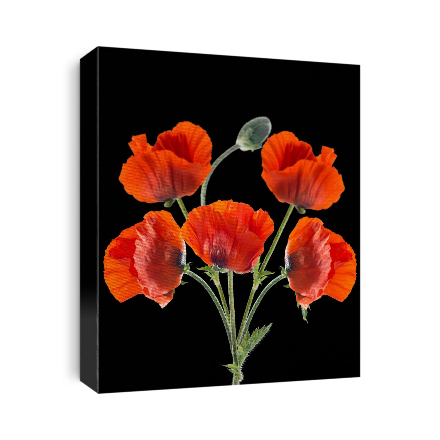 Papaver orientale (Oriental poppy) . isolated