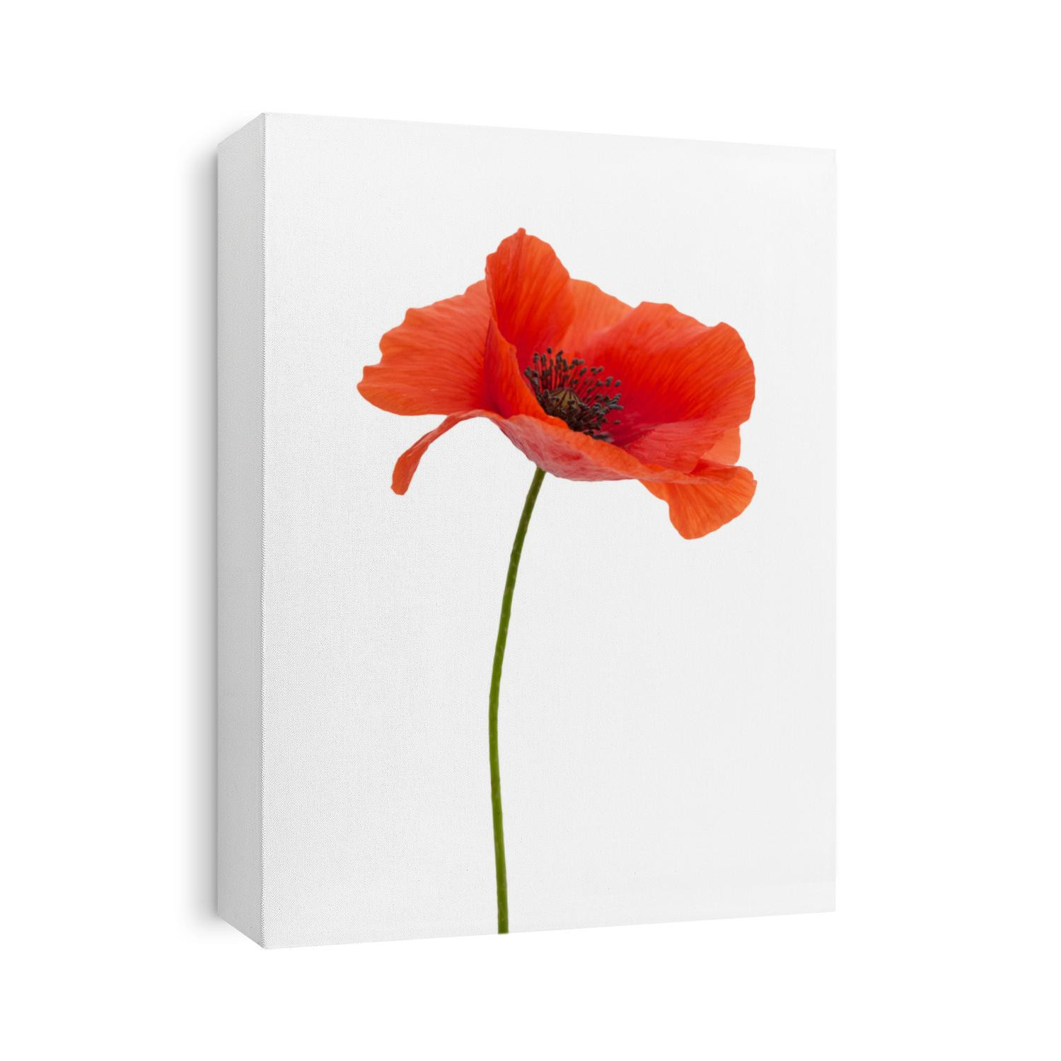 bright red poppy flower isolated on white