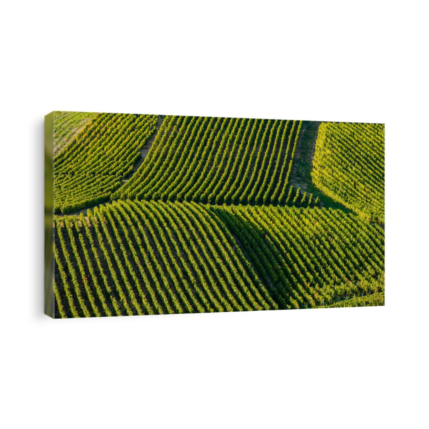 Champagne vineyards in the Cote des Bar area of the Aube department near to Les Riceys, Champagne-Ardennes, France, Europe