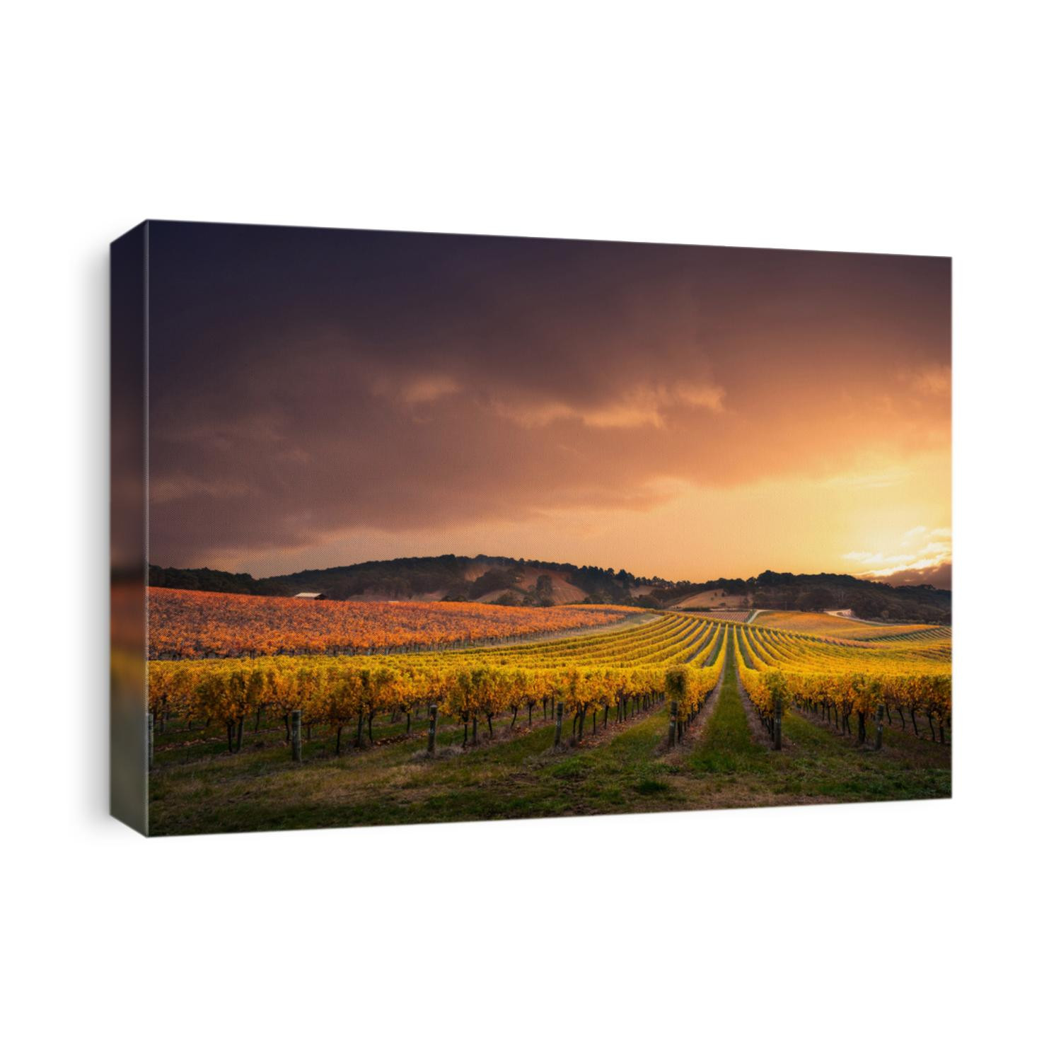 Gorgeous Sunset over a South Australian vineyard