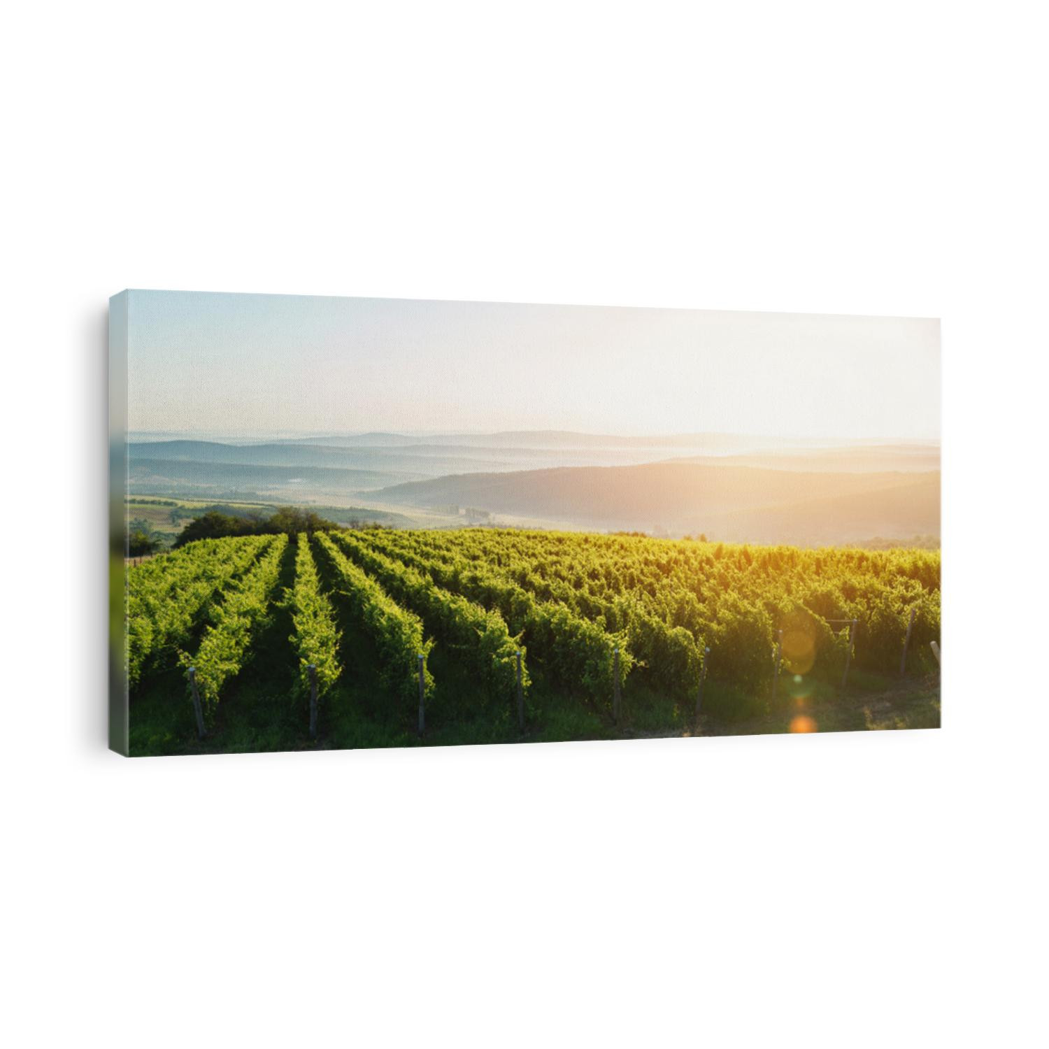 Extra wide panoramic shot of a summer vineyard shot at sunset