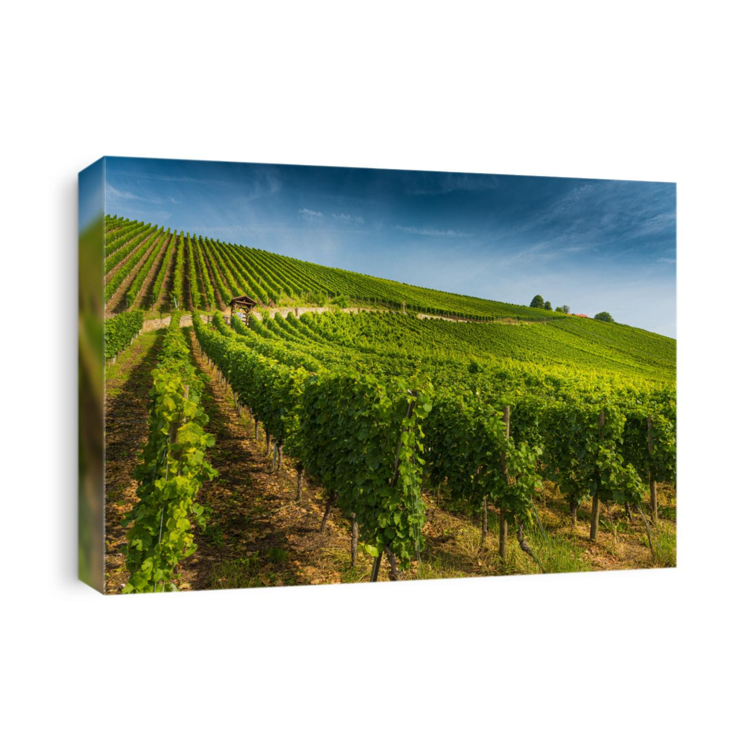 A beautiful view of a vineyard in the green hills at sunset