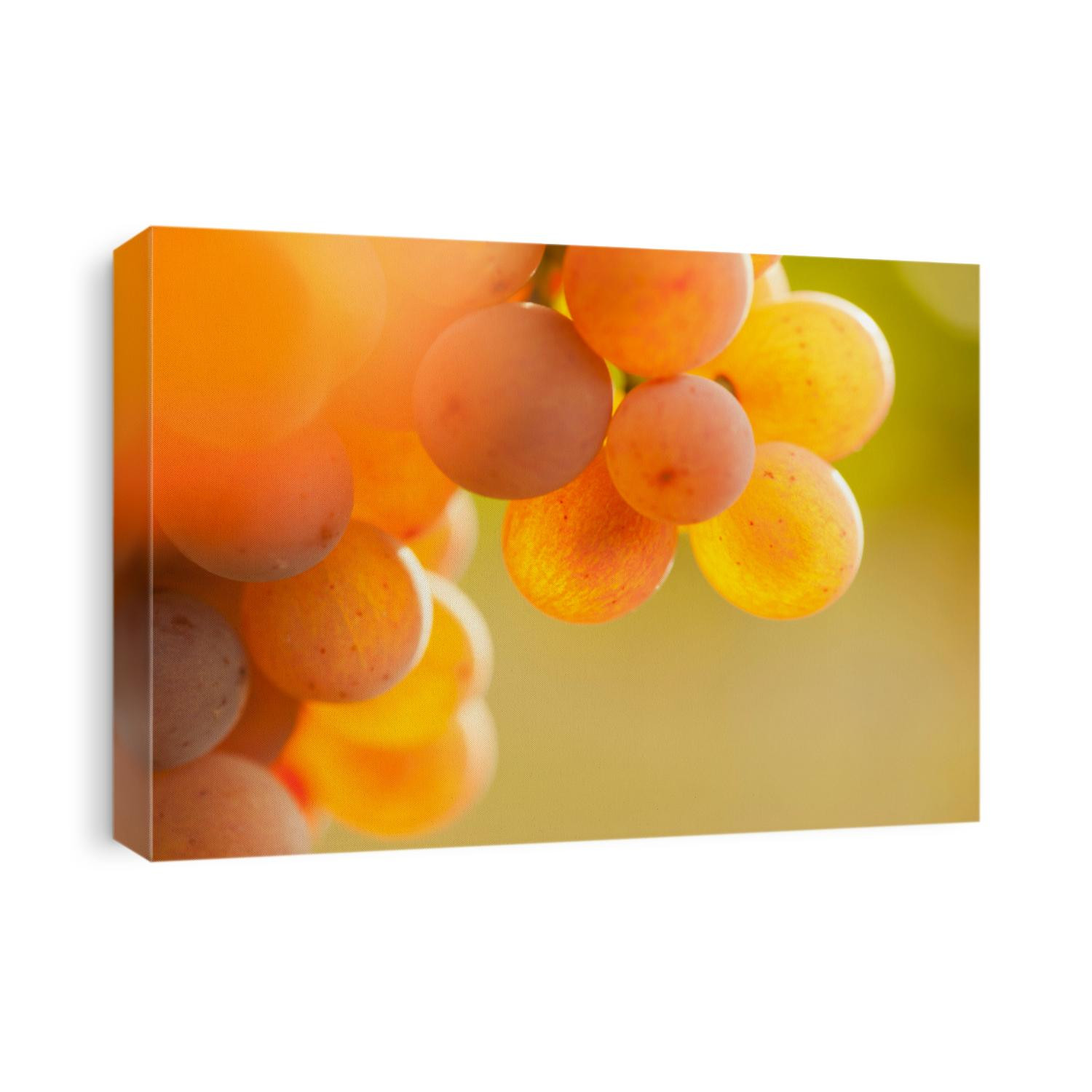 Extrem close-up of rose wine grapes in the morning sun - selective focus