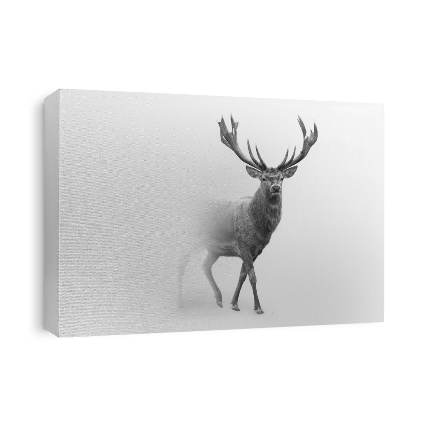 Red deer nature wildlife animal walking in a fog background