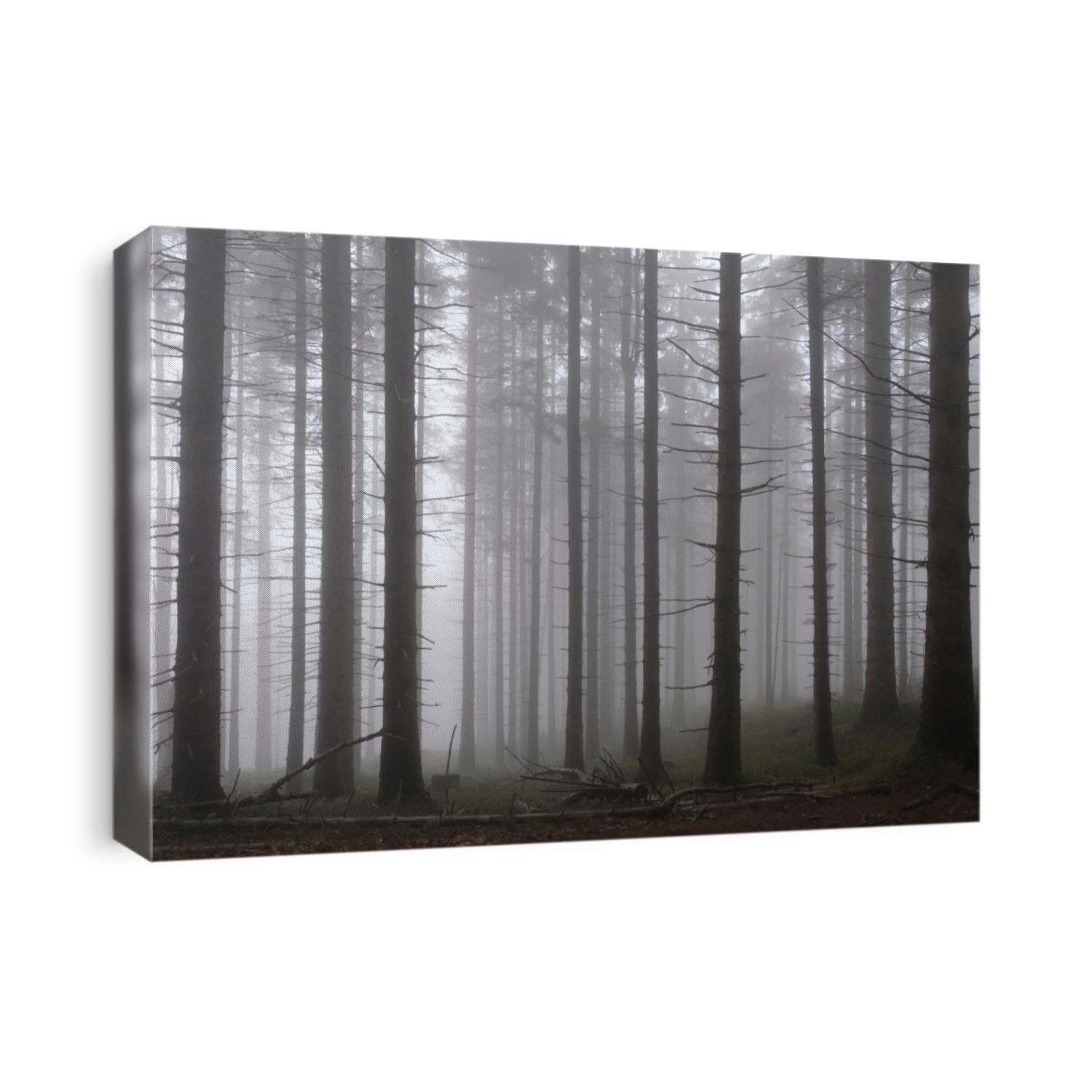 The foggy and misty forest