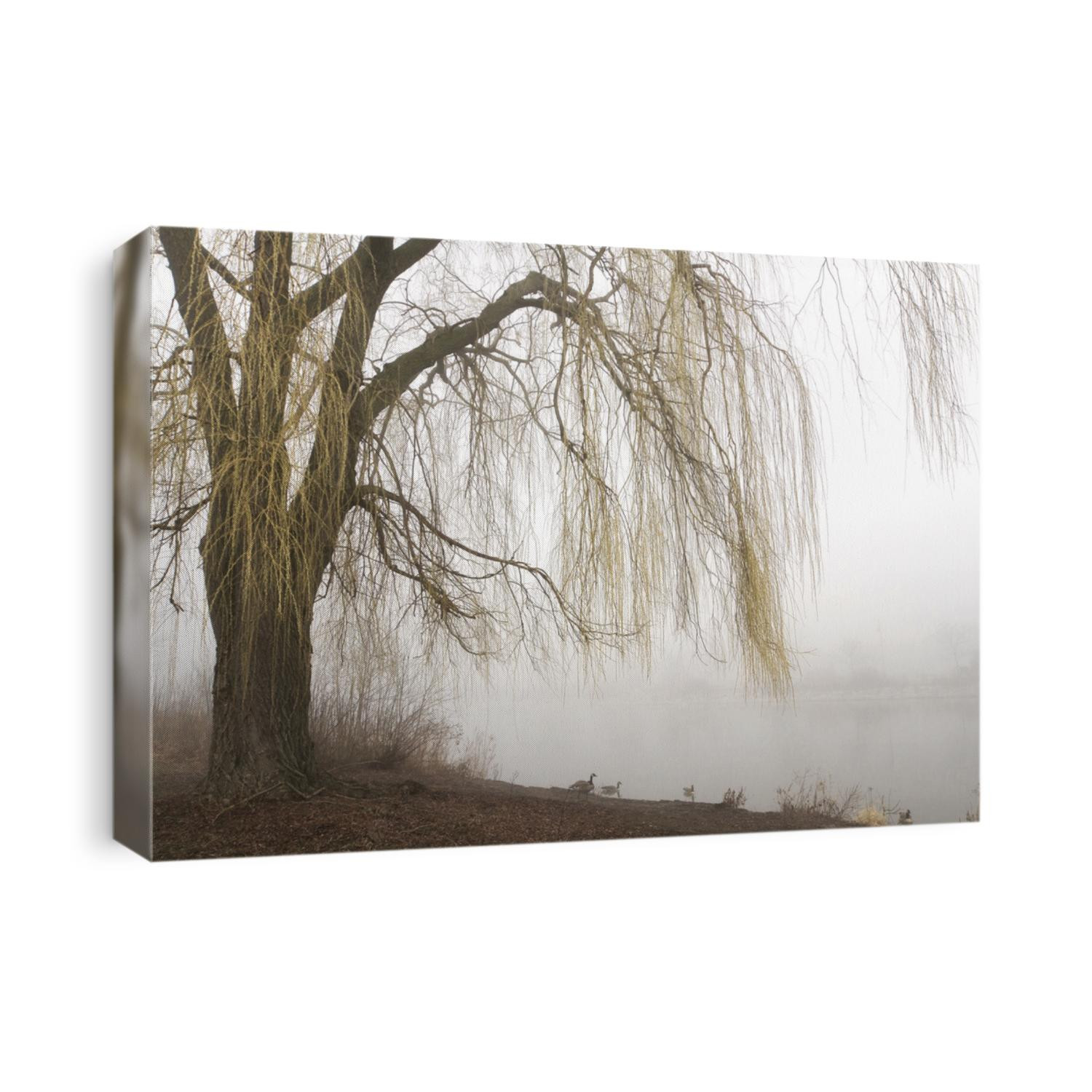 Weeping willow tree with yellow branches in early spring overhangs a misty lake. Horizontal with copy space.