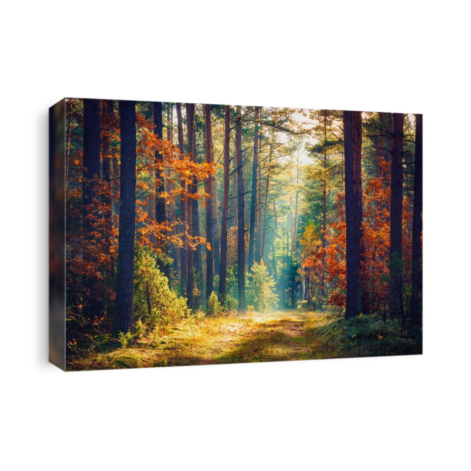 Autumn forest nature. Vivid morning in colorful forest with sun rays through branches of trees. Scenery of nature with sunlight