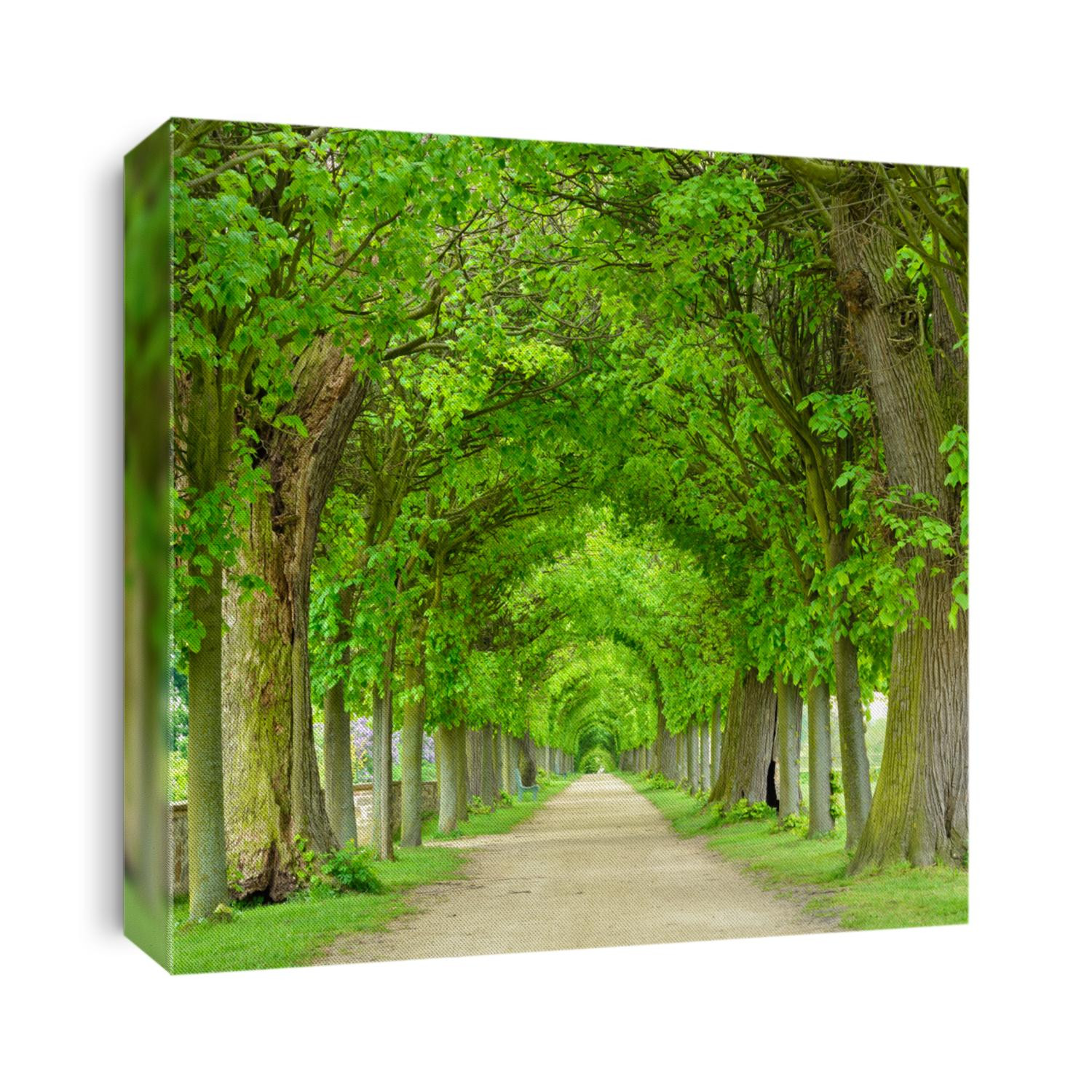 Tunnel-like Avenue of Linden Trees, Tree Lined Footpath through Park in Spring