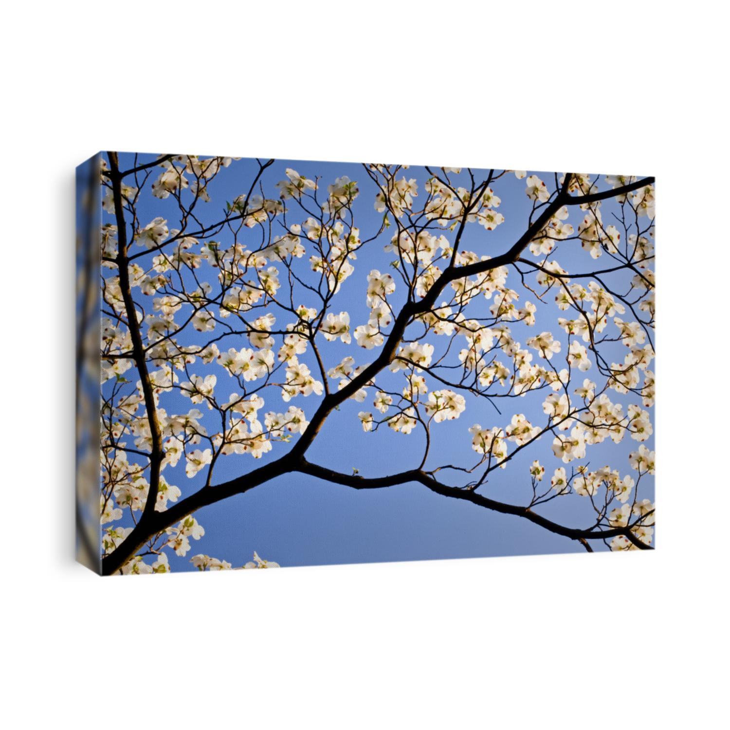 A flowering dogwood tree blooms on a spring day at The Morton Arboretum, Lisle, IL.