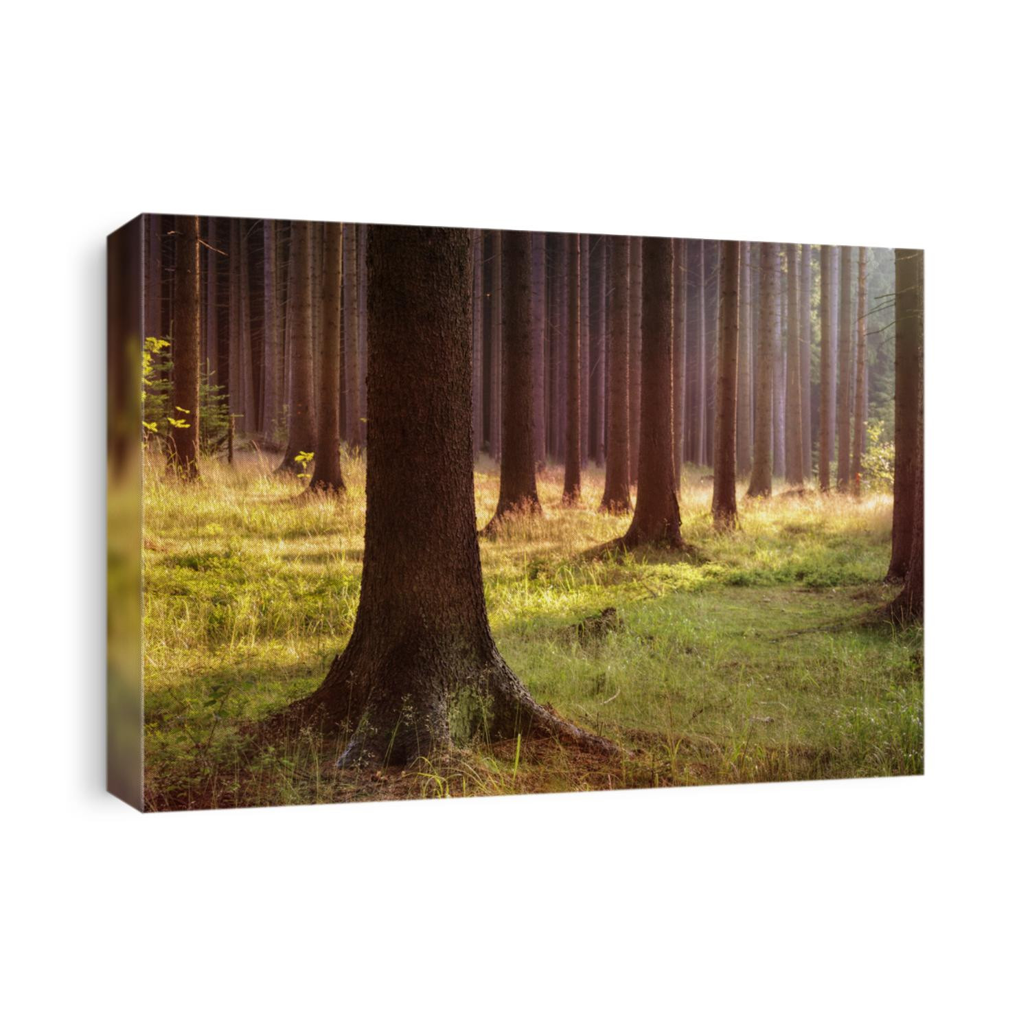 Magical evening forest