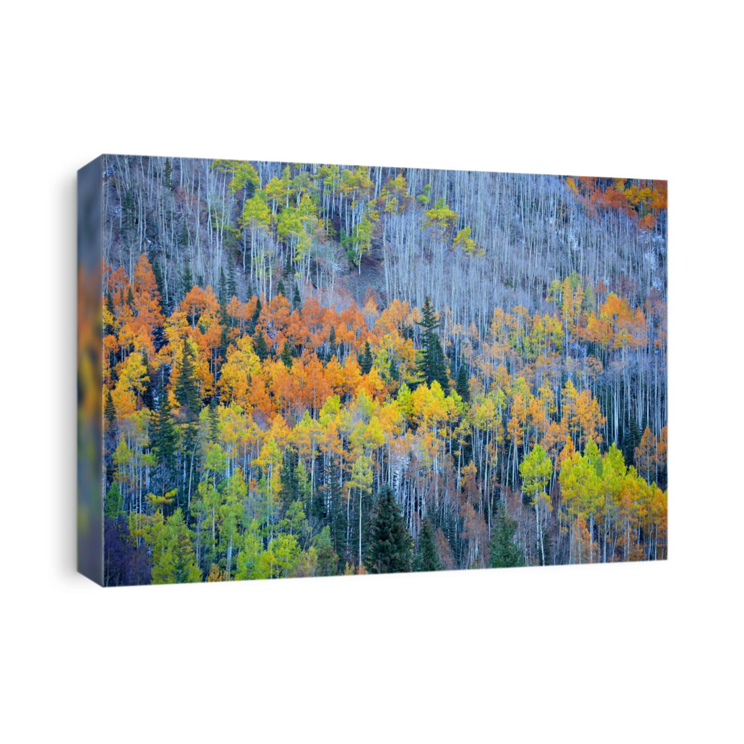 Colorful Aspen trees at the foot hill