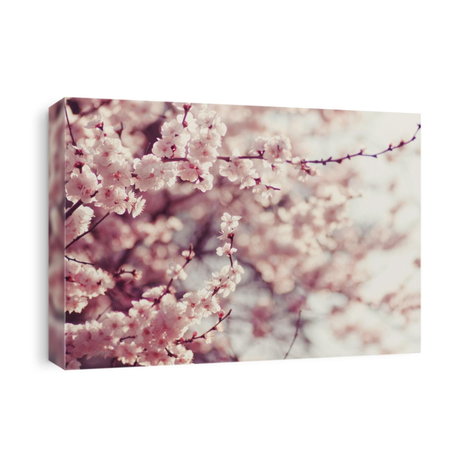 Spring Cherry blossoms, pink flowers.