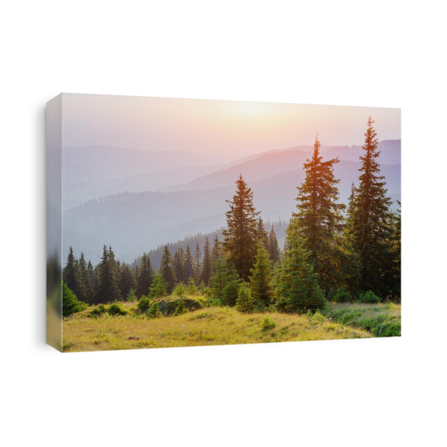 Pine tree forest
