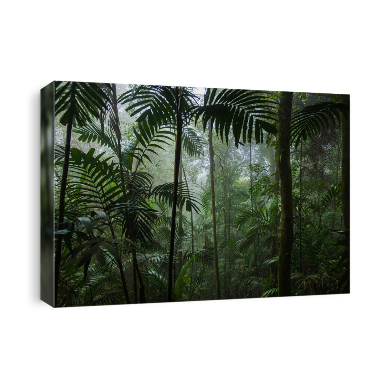 Tropical Rainforest Landscape,Tropical forest,Forest