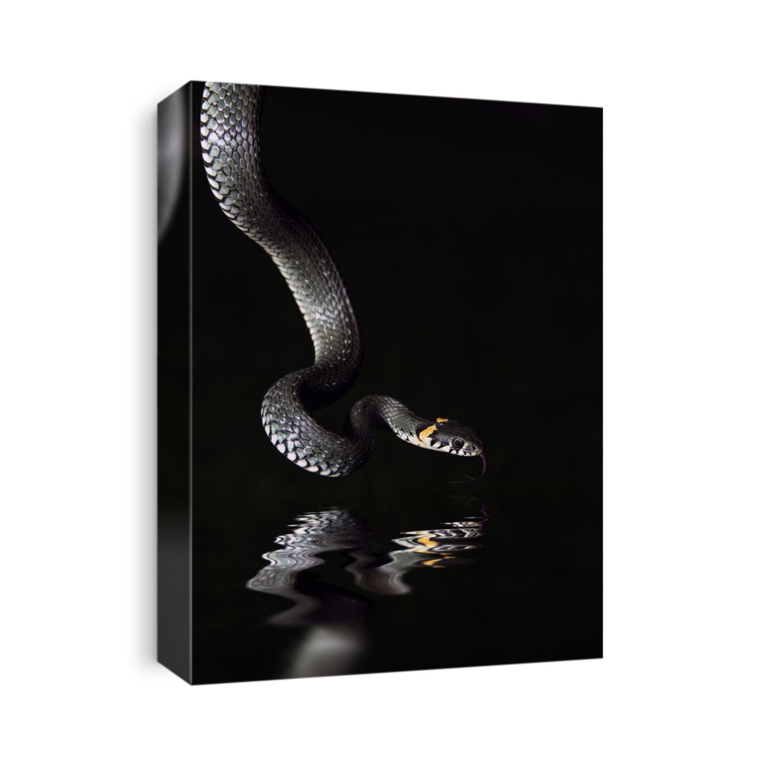 Huge snake hanging over the water. Hunting in Pond