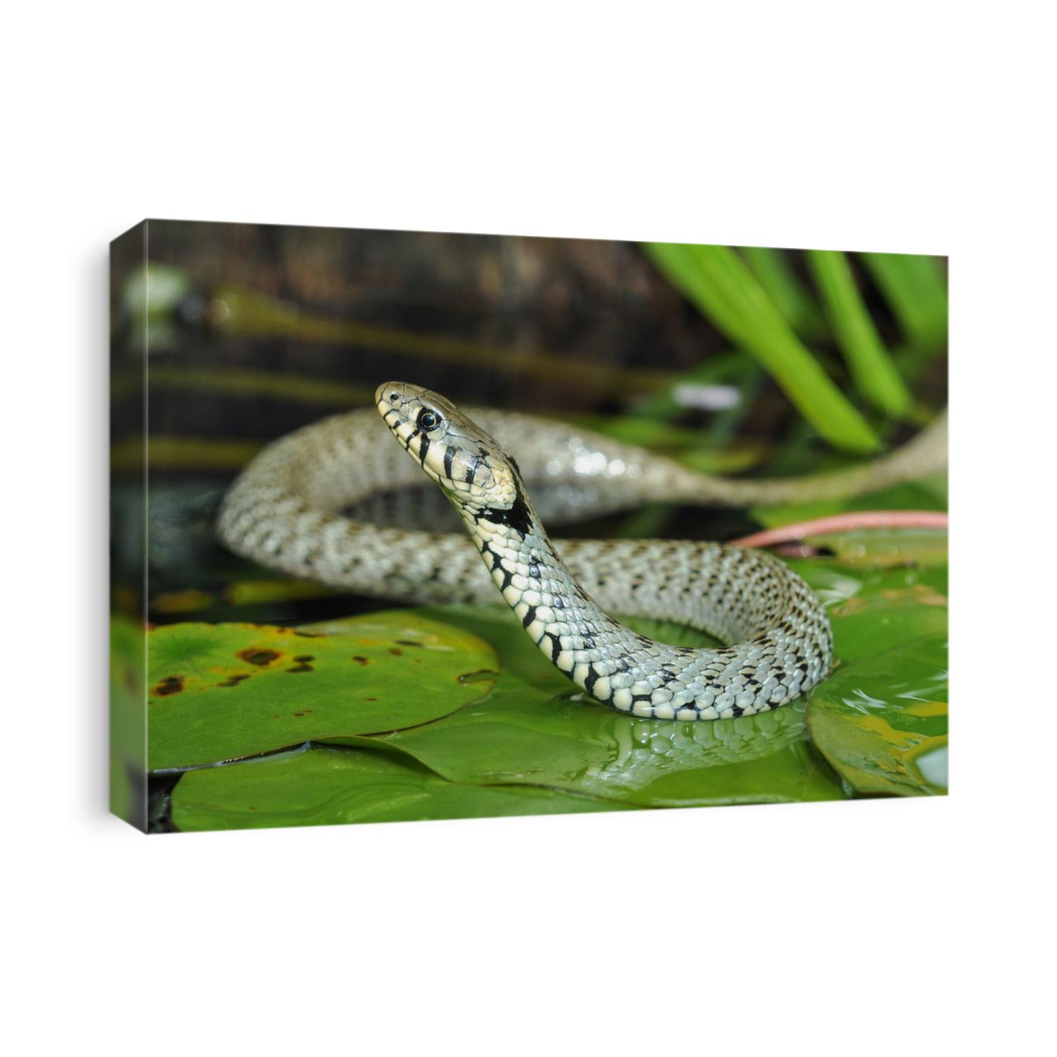 Grass snake (Natrix natrix) on pond with water lily leaf. Ringed snake. Water snake. Snake. Reptile. Reptilian.