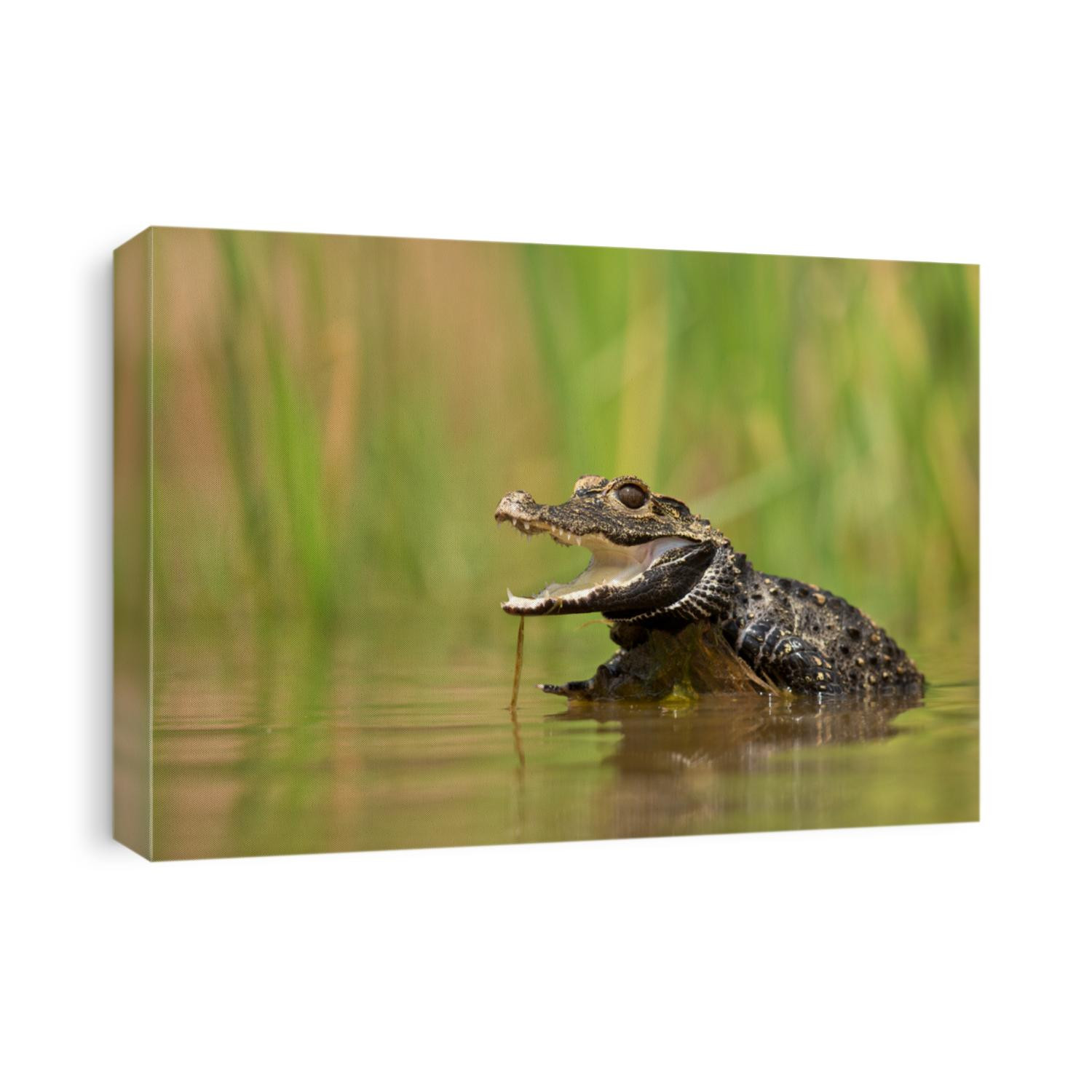 Dwarf crocodile (Osteolaemus tetraspis), also known commonly as the African dwarf, broad-snouted or bony crocodile, is an African crocodile that is also the smallest