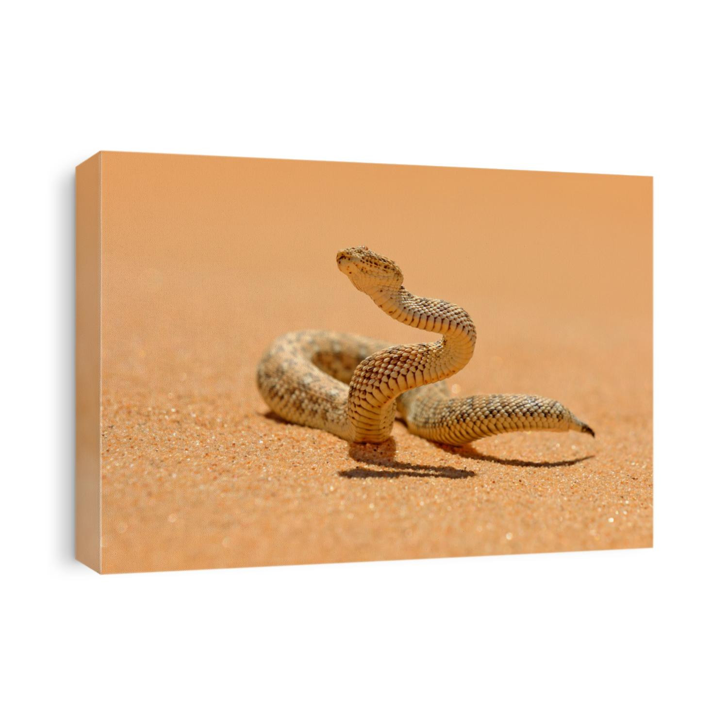 Bitis peringueyi, Péringuey's Adder, poison snake from Namibia sand desert. Small viper in the nature habitat, Namib-Naukluft Park in Africa. Wildlife scene from nature, reptile behaviour, sunny day.