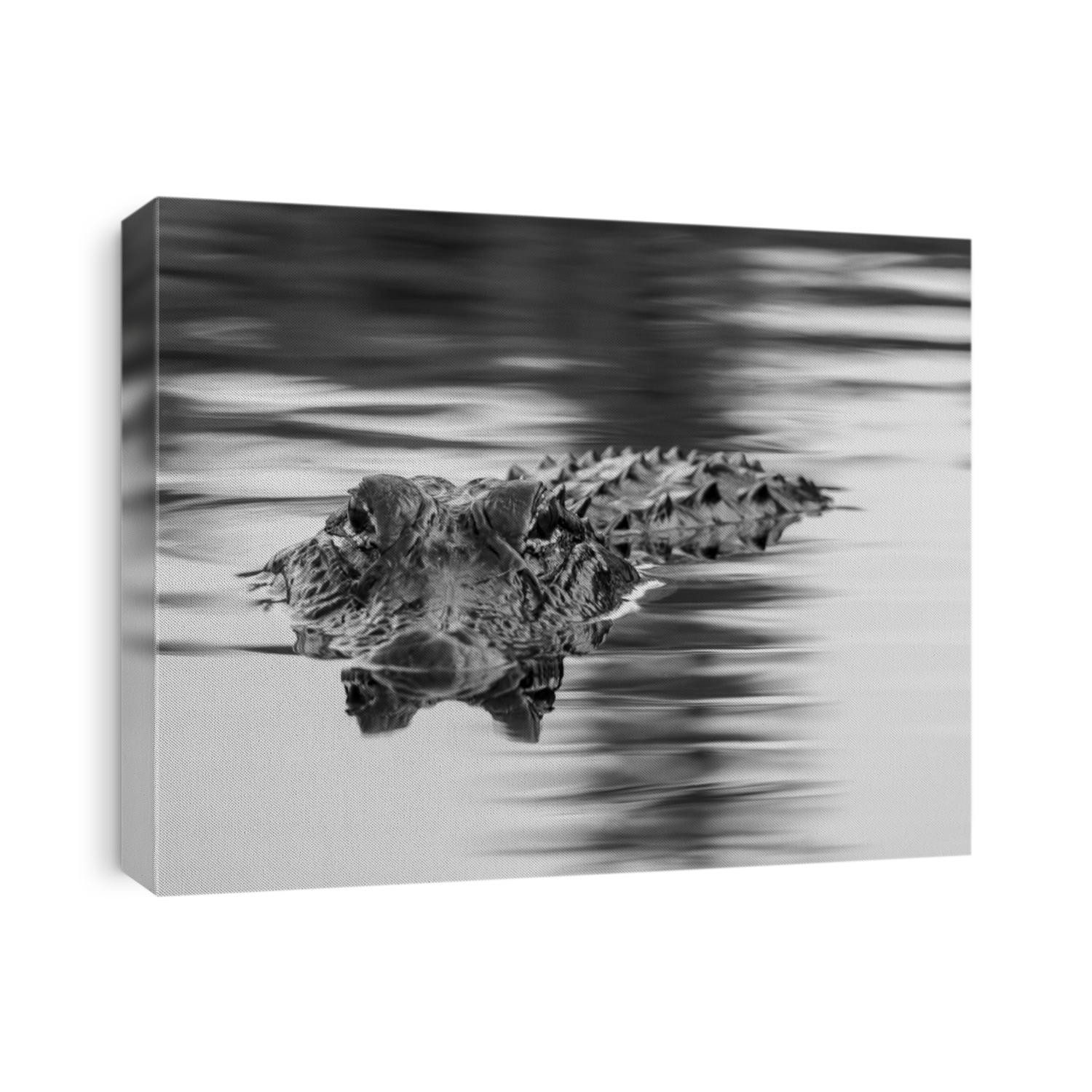 Alligator in the water hunting, stalking