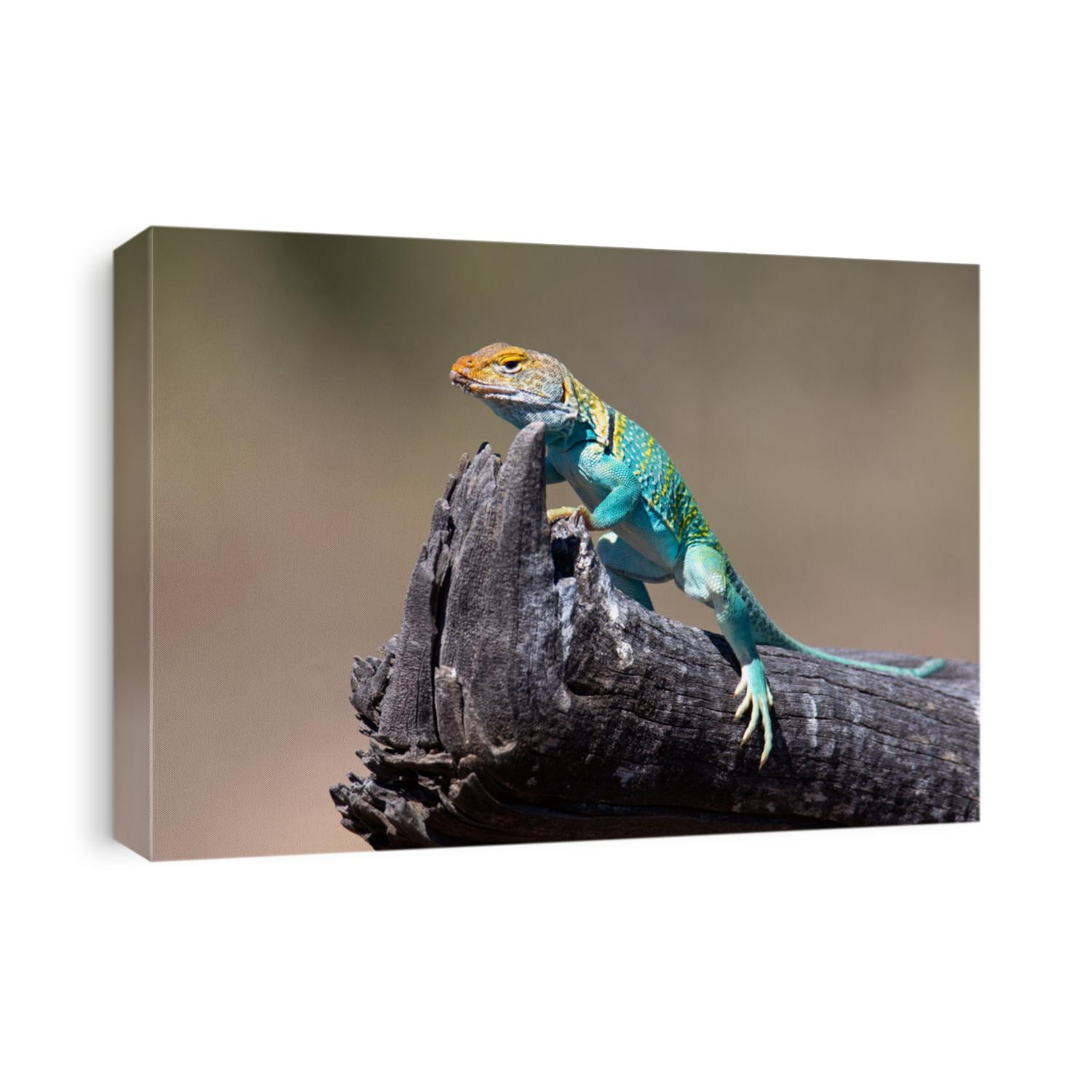 Eastern Collard Lizard Breeding Plumage