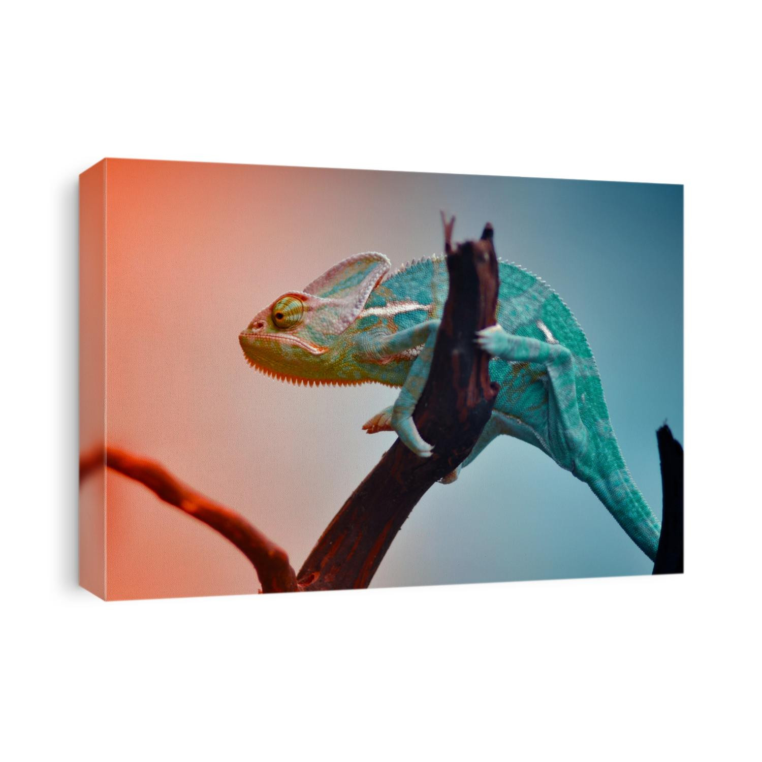 The Chameleon reptile in Gradation Color