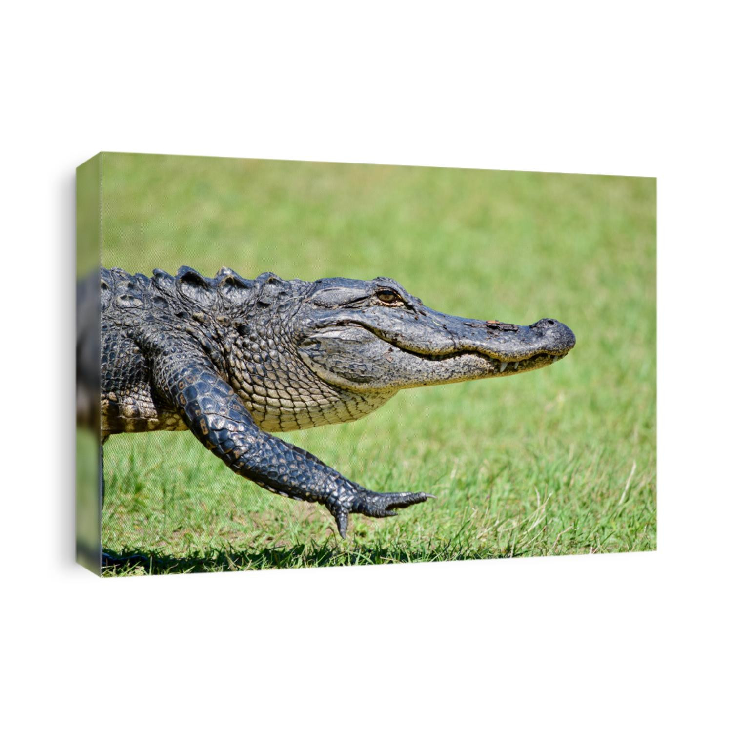 An American Alligator walking back towards the water at the Pinckney Wildlife Refuge in Bluffton, South Carolina. Pinckney Island is home to many alligators.