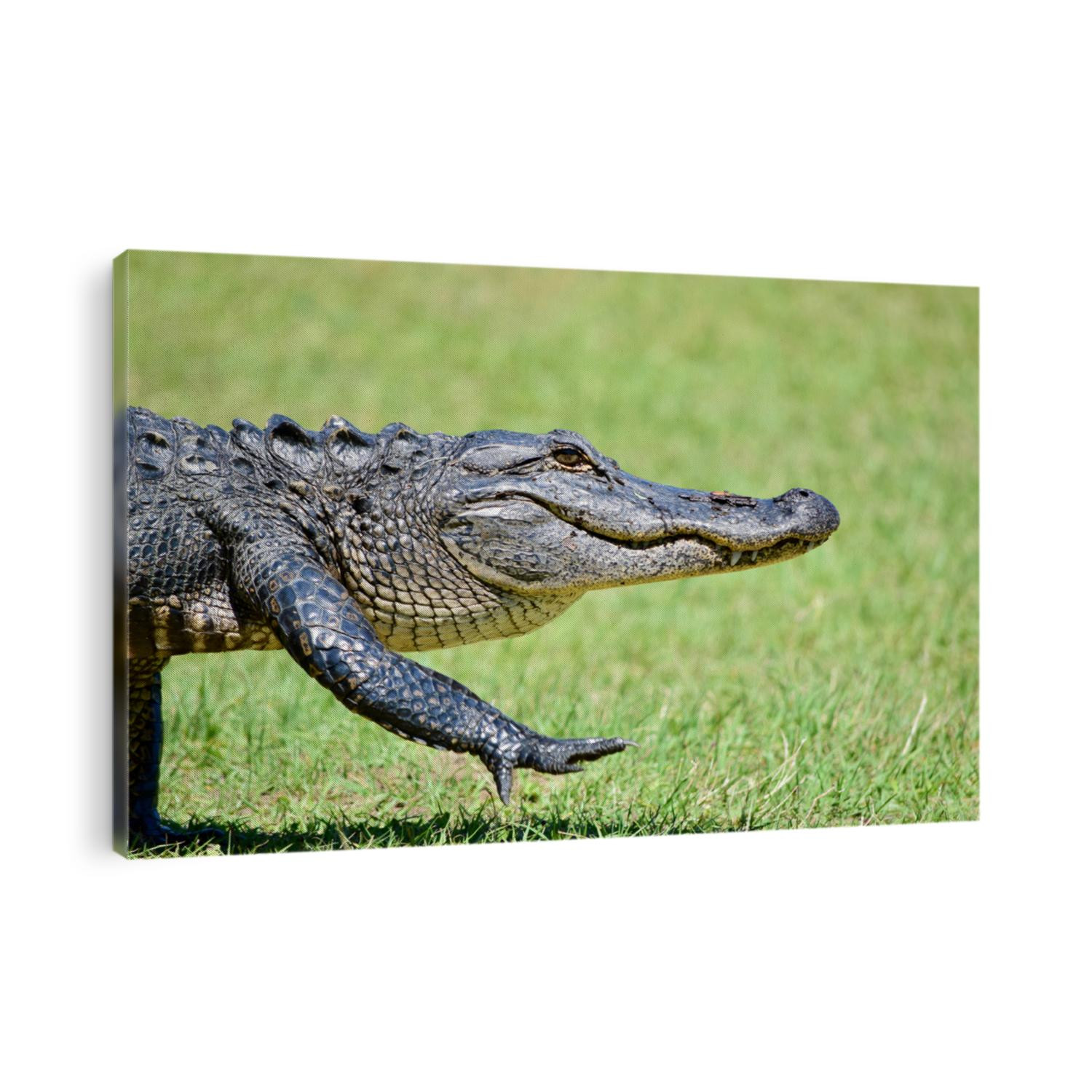 An American Alligator walking back towards the water at the Pinckney Wildlife Refuge in Bluffton, South Carolina. Pinckney Island is home to many alligators.