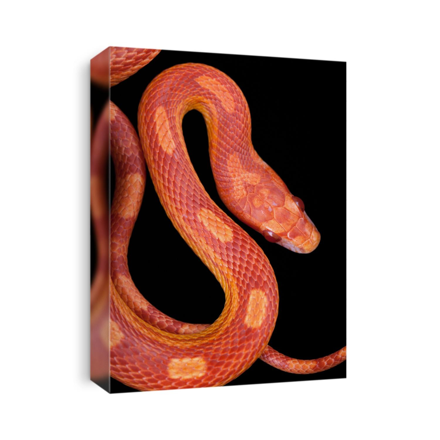 Amel motley corn snake isolated on black background