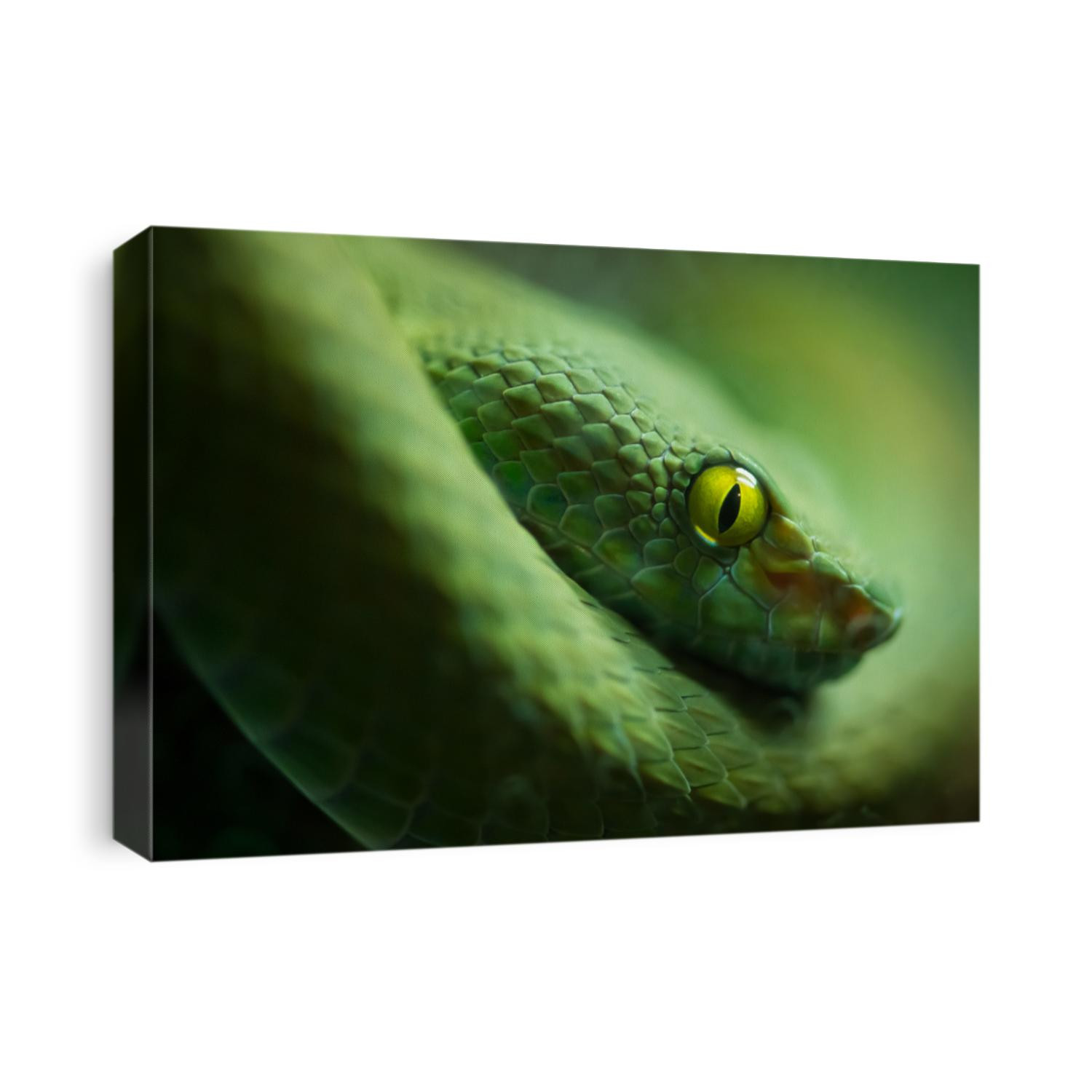 Close up view of a dangerous green snake