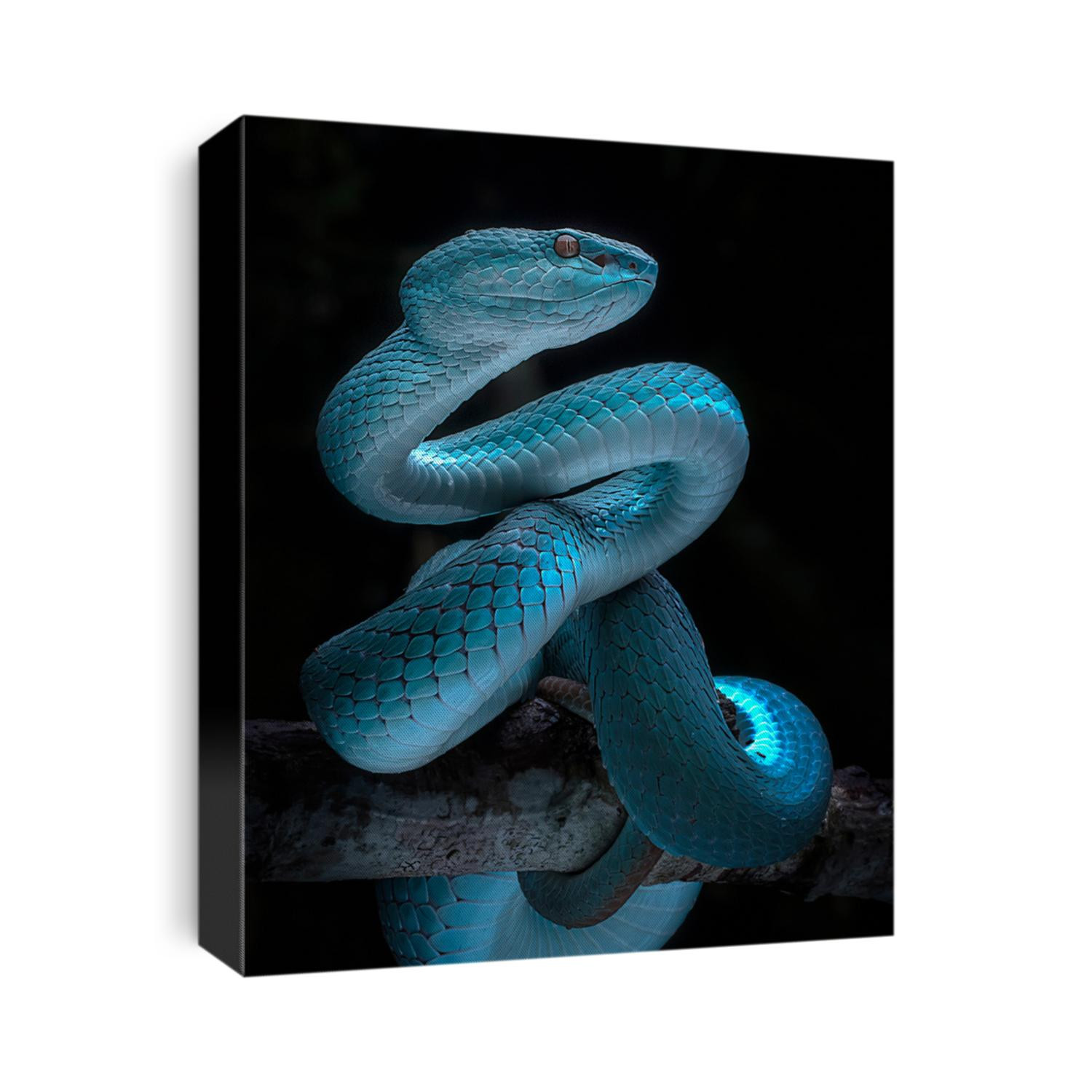 Venomous Viper Snake - Reptile/Snake Photo Series