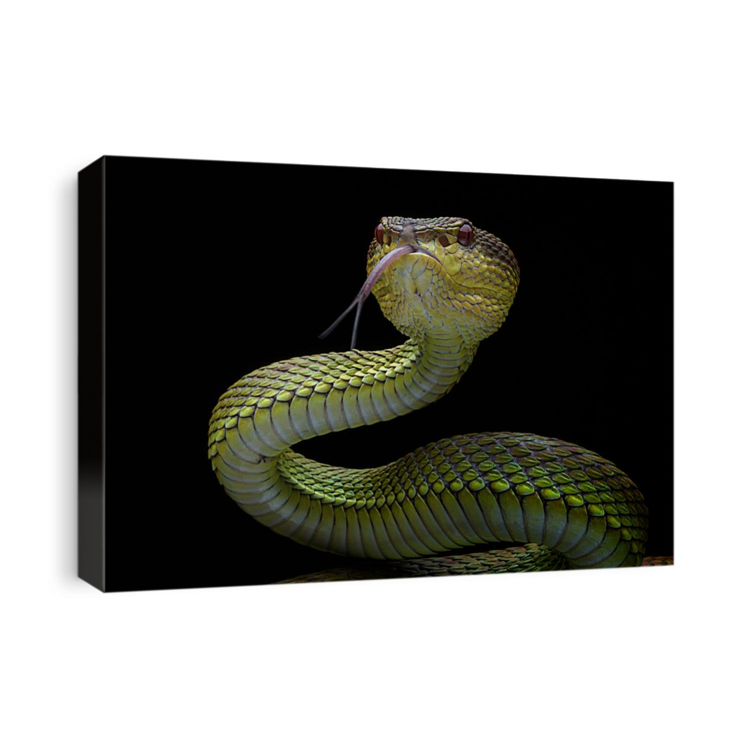 Venomous Viper - Reptile Snake Photo Series
