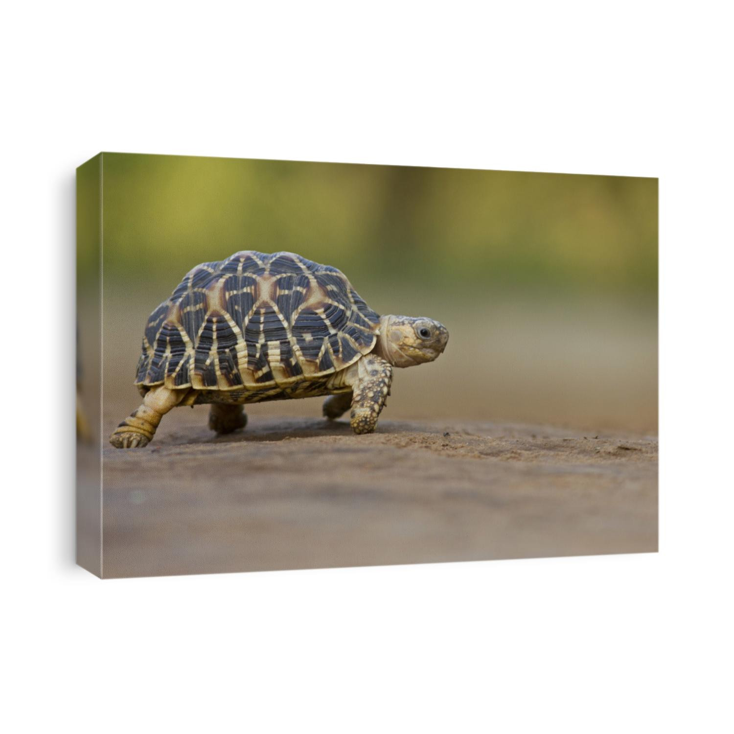 Indian Star Tortoise at Indroda Nature Park, Gandhinagar, India